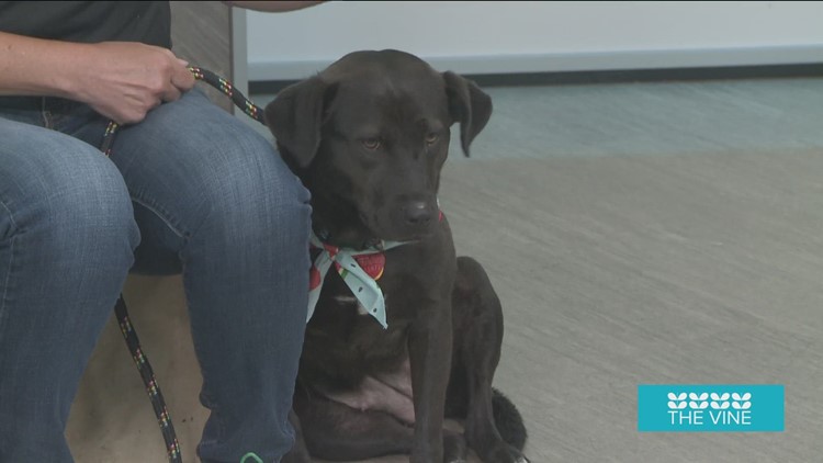 Pet of the Week: Turtle the Dog