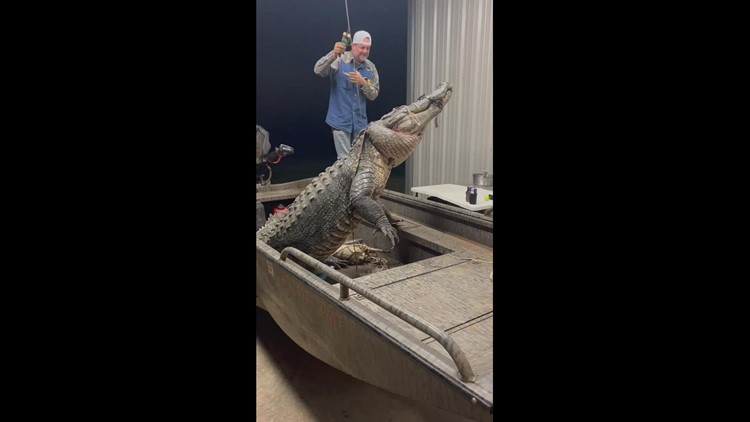 Large alligator caught in Sulphur River