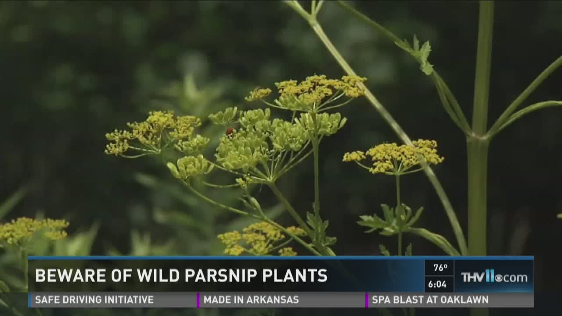 Beware of wild parsnip plants