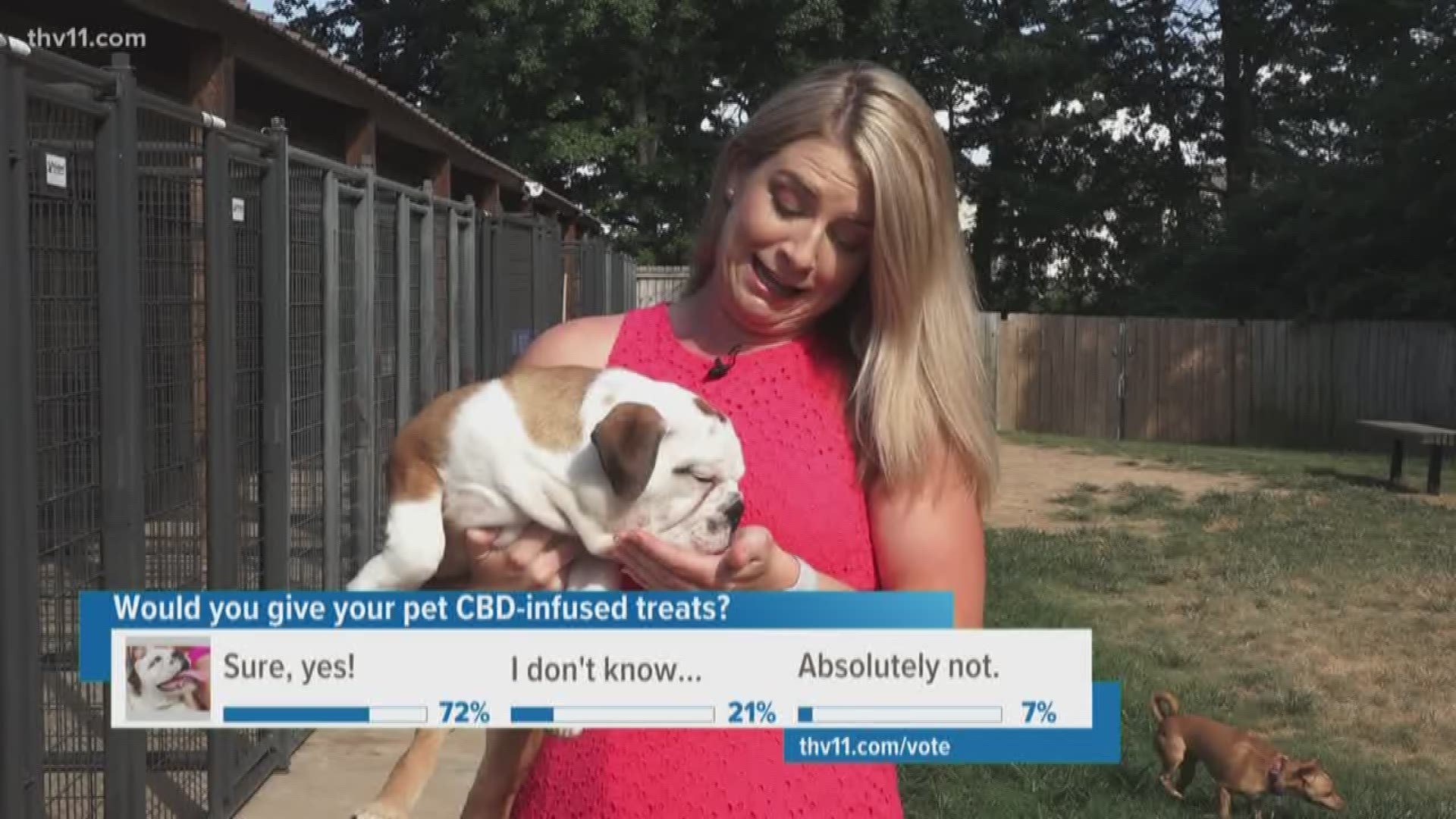 CBD-based treats could help pets with stress, anxiety