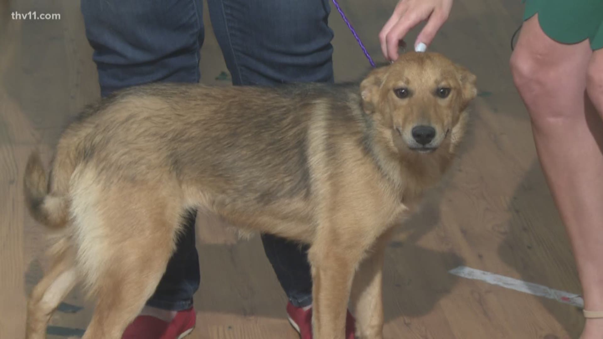 Pet of the Week | Ginger