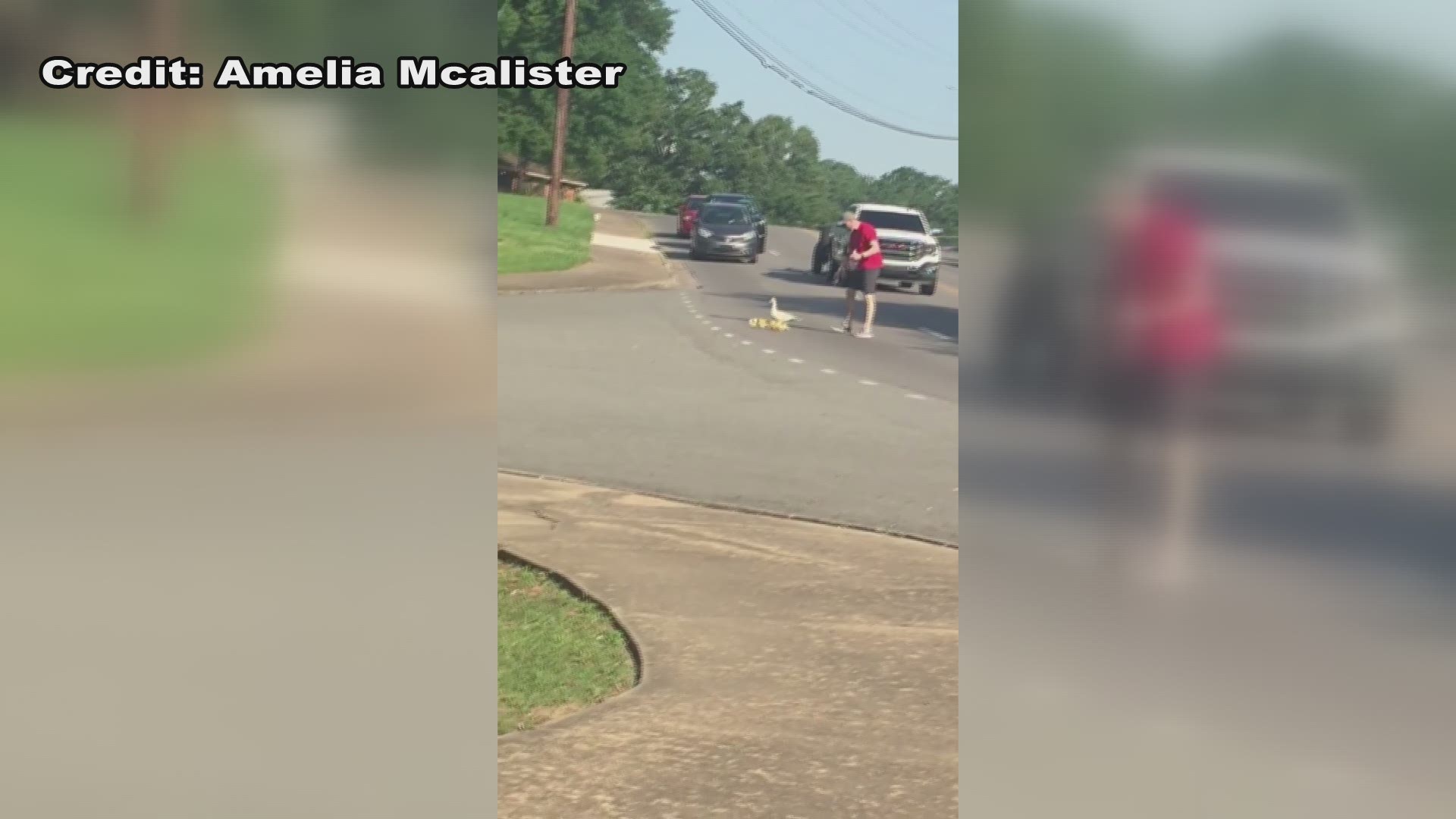 While in traffic this morning, a woman captured a video of a man stopping traffic in North Little Rock to help mom and her ducklings cross the road.