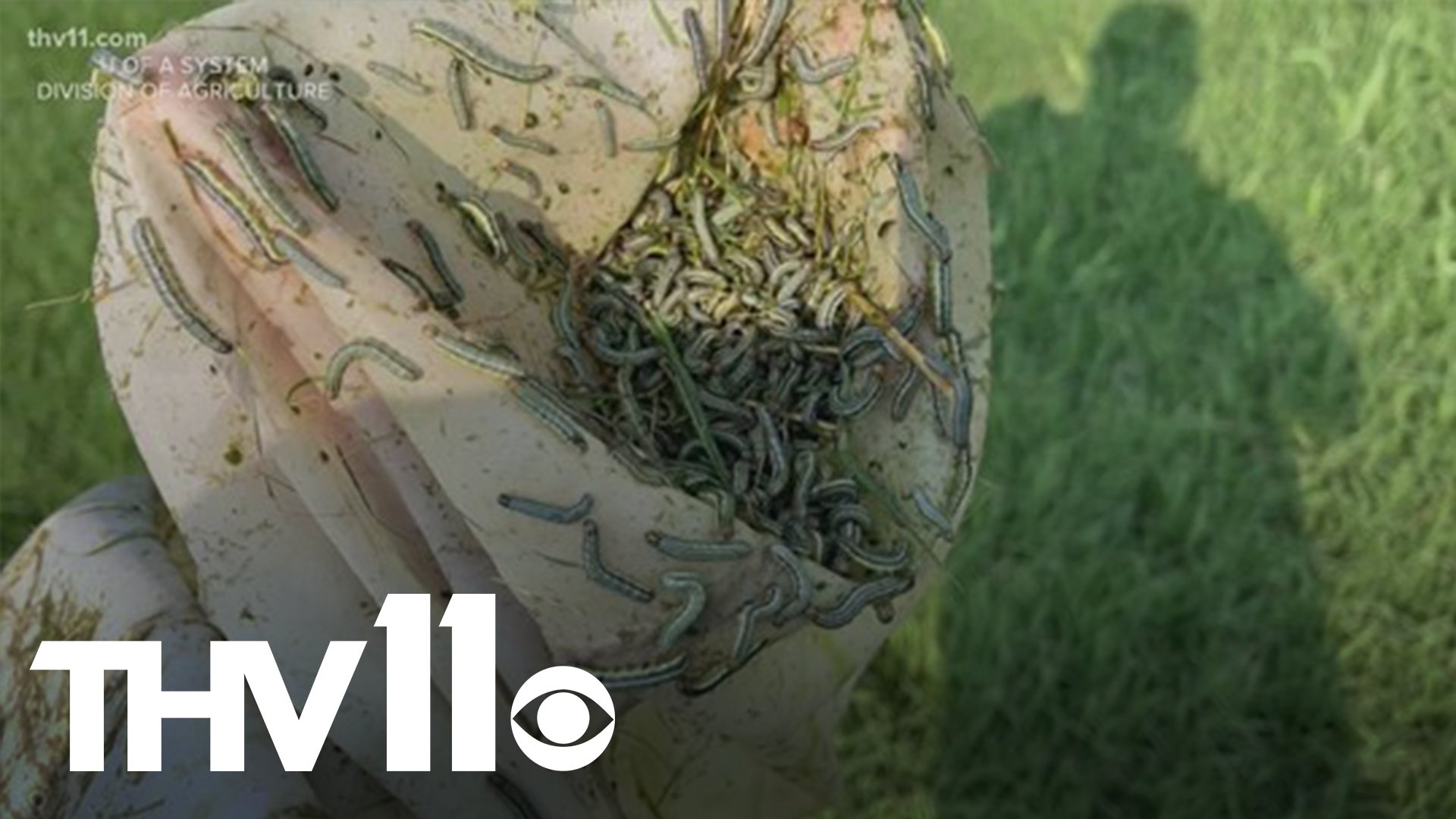 There are thousands of little pests marching through yards and fields across Arkansas. Army worms can destroy grass and crops.