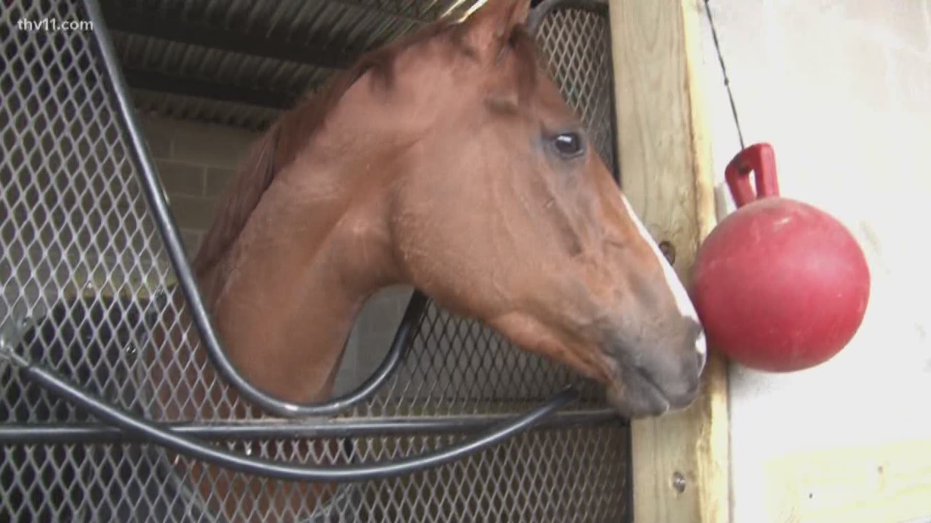 New Oaklawn horse to donate winnings with church