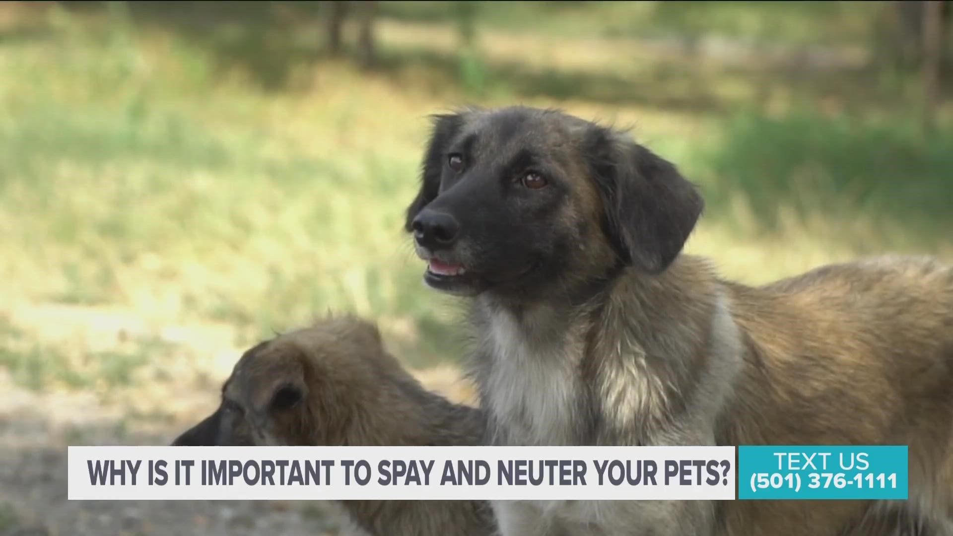 Why it is important to spay & neuter your pets? 