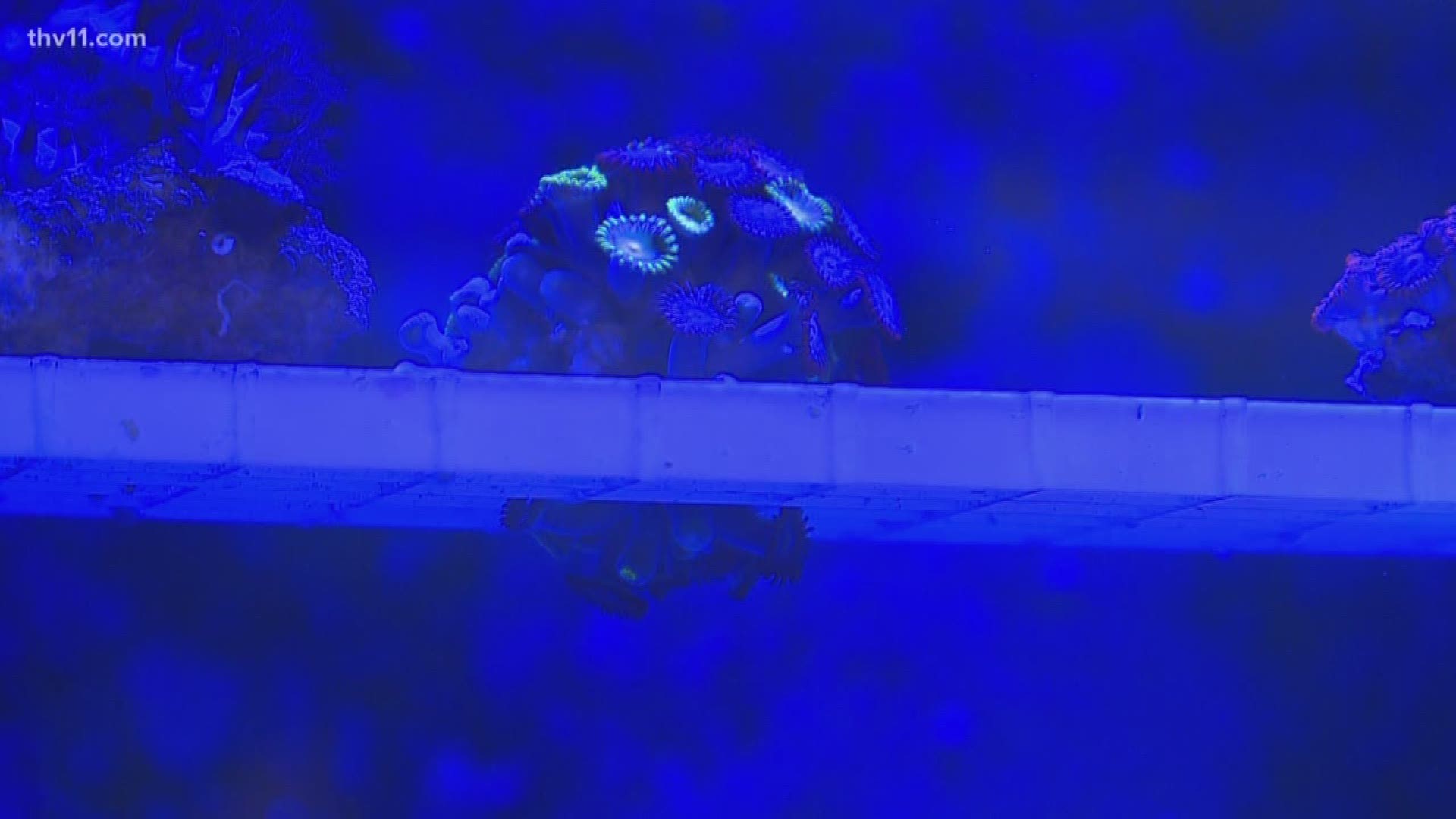 Toxic coral common in home aquariums