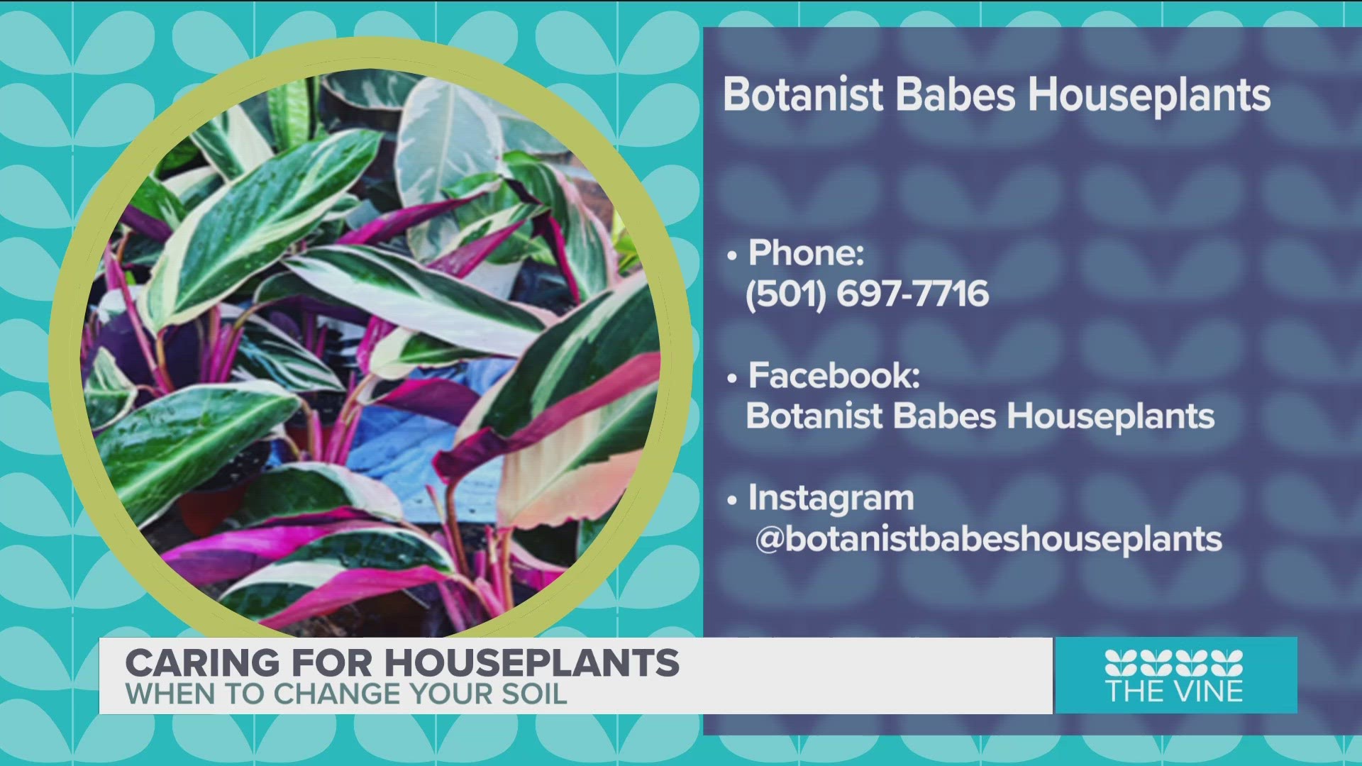 Houseplants Care with Botanist Babes