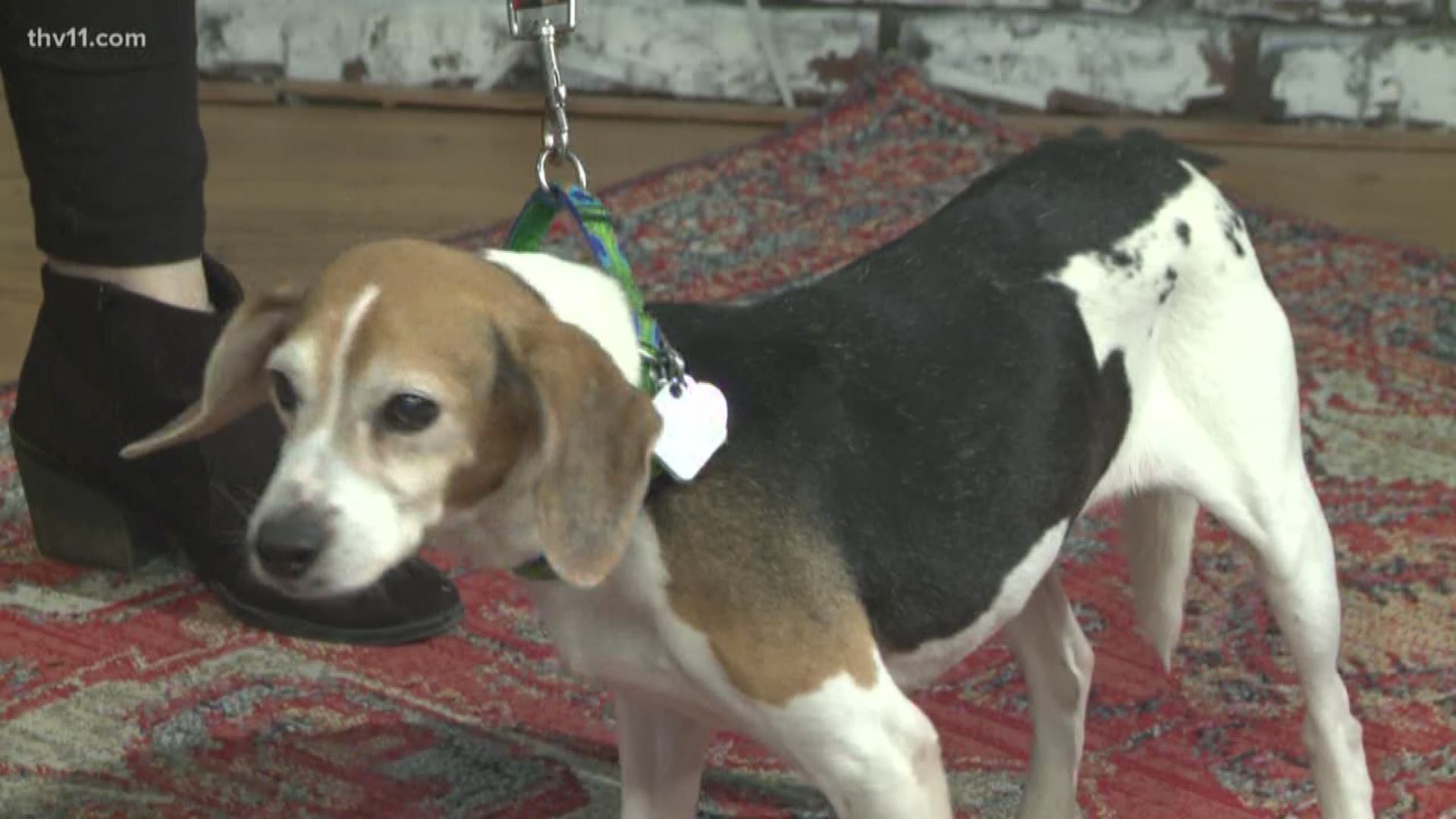 Kinkade is a 7-year-old beagle mix who's still got a lot of life left!