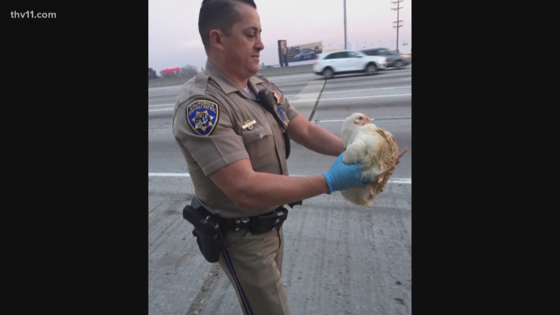 California Highway Patrol had an unusual assignment on Tuesday after they had to rescue nearly 20 chickens on a busy interstate.