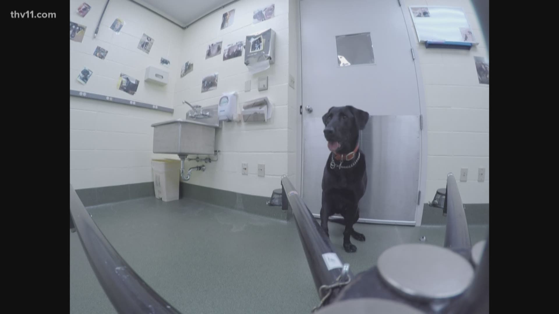 Research out of UAMS is using dogs to detect cancer.