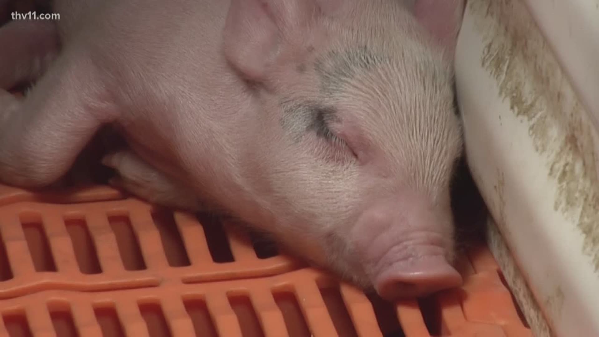 The state reaches an agreement with the owners of a large hog farm near the Buffalo River to shut down after two years of operations.