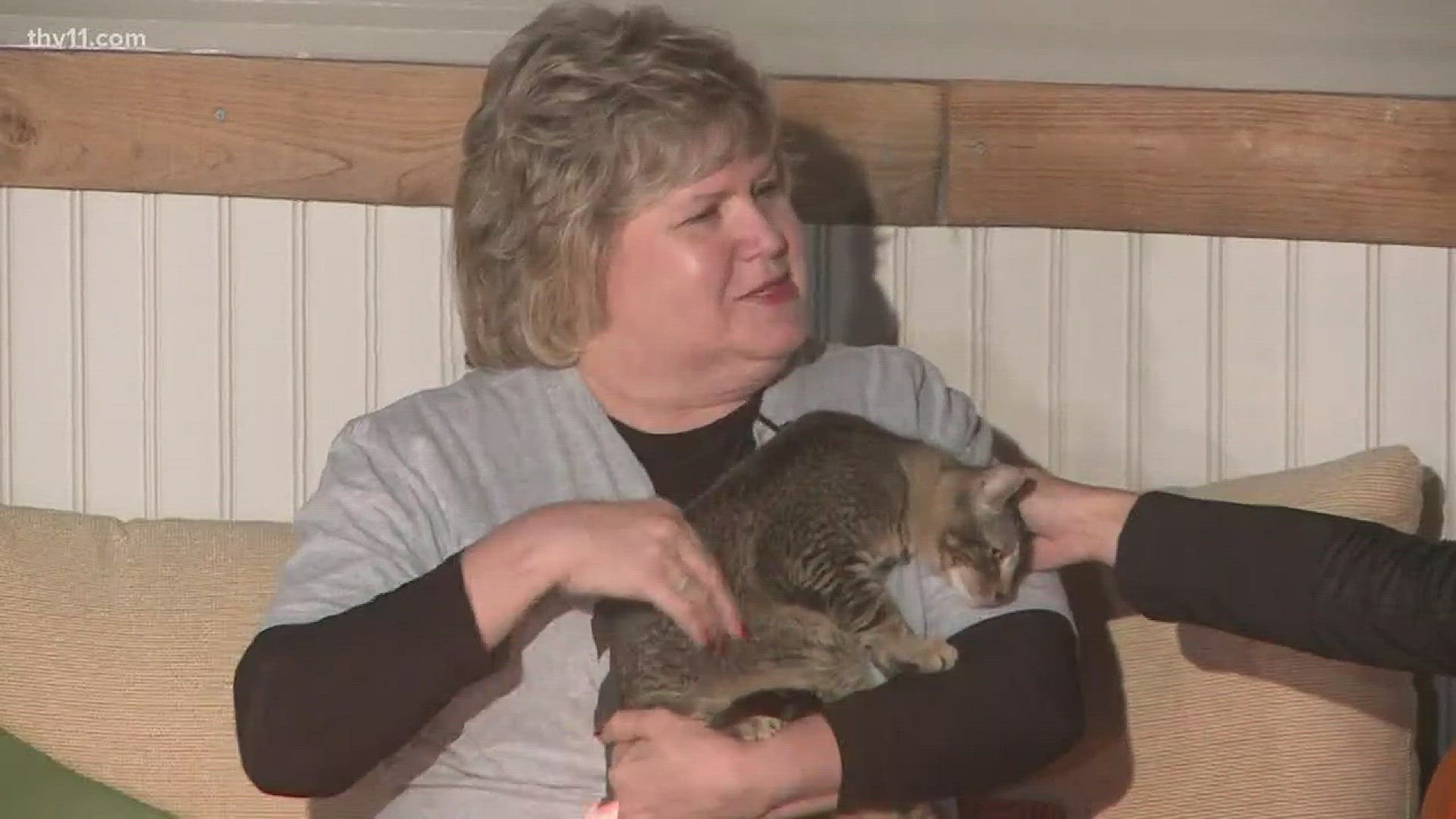 Leslie Taylor from Friends of the Animal Village joined THV11 This Morning with a five-month-old cat named Albert.