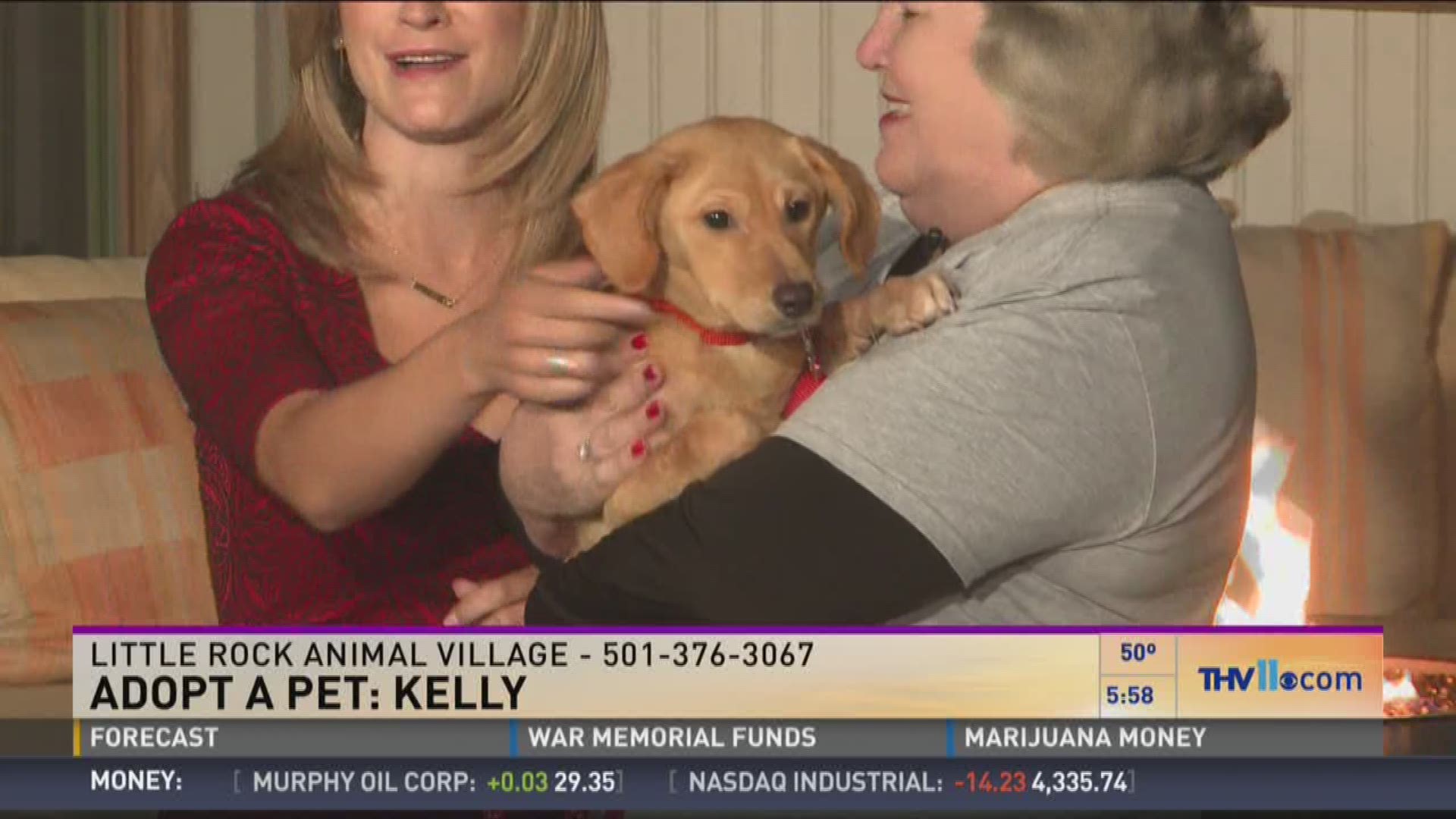 Leslie Taylor from Friends of the Animal Village joined THV This Morning with Kelly.