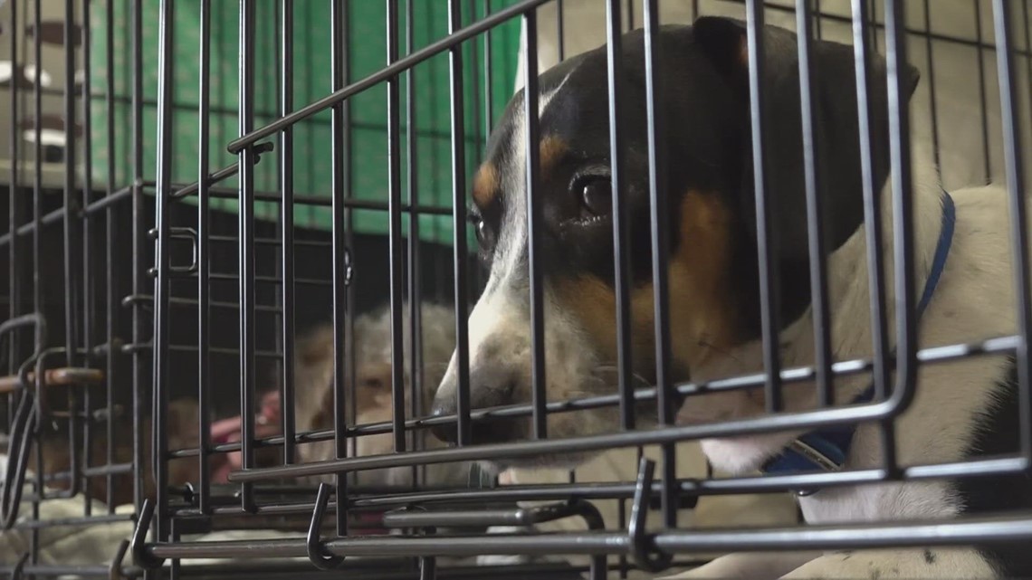 Arkansas animal rescue receives grant for spray, neuter programs - Vimarsana News