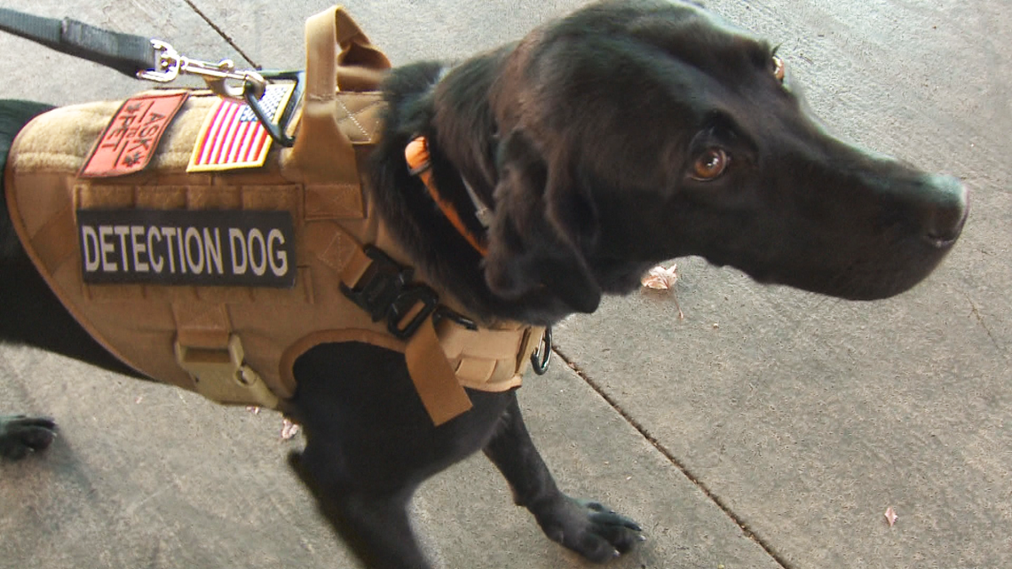 Vessel is the nation's first water leak detection dog