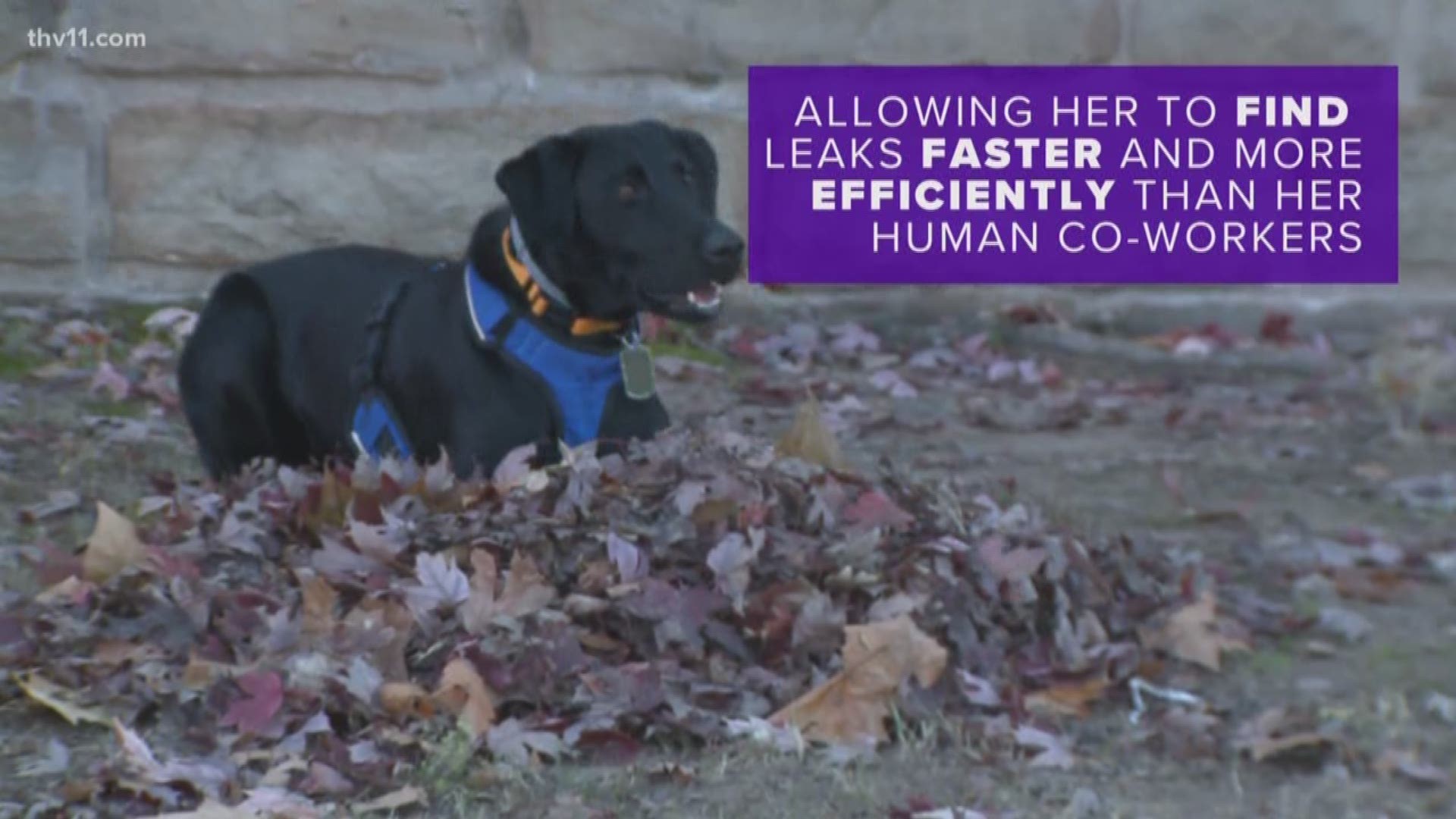 Arkansas is the first state in the nation to have a dog that sniffs out water leaks!