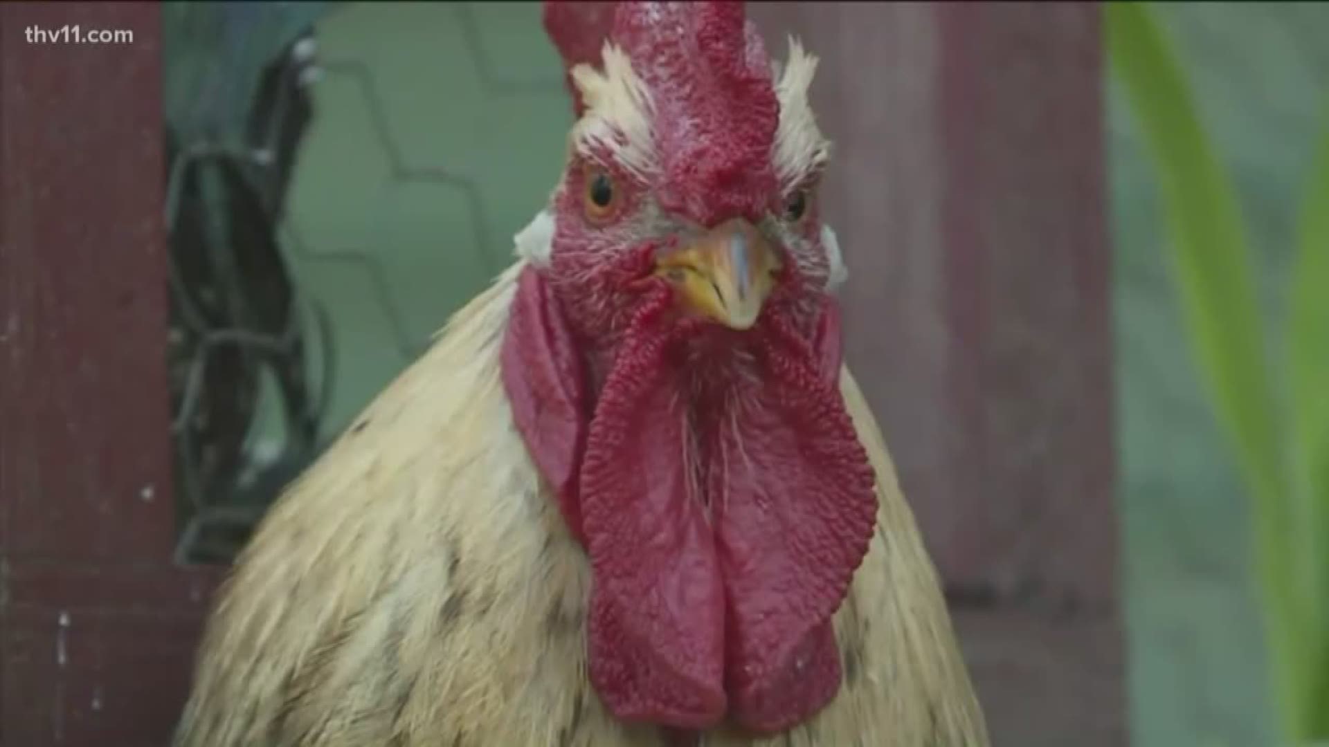 Leaders of a small city in northwest Arkansas are drafting an ordinance to address a problematic rooster that has been attacking pedestrians.