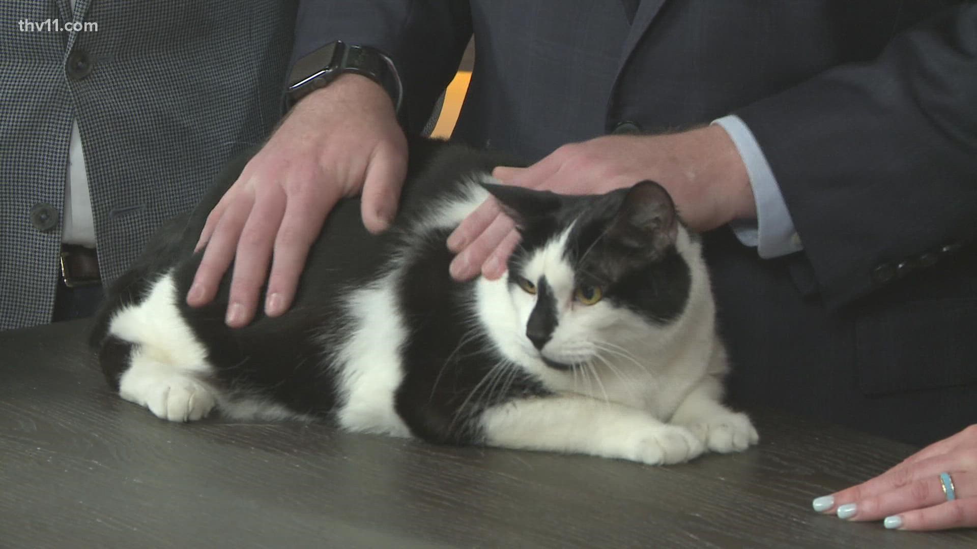 Arrow the cat is up for adoption at the Friends of the Animal Village. He is 10 years old!