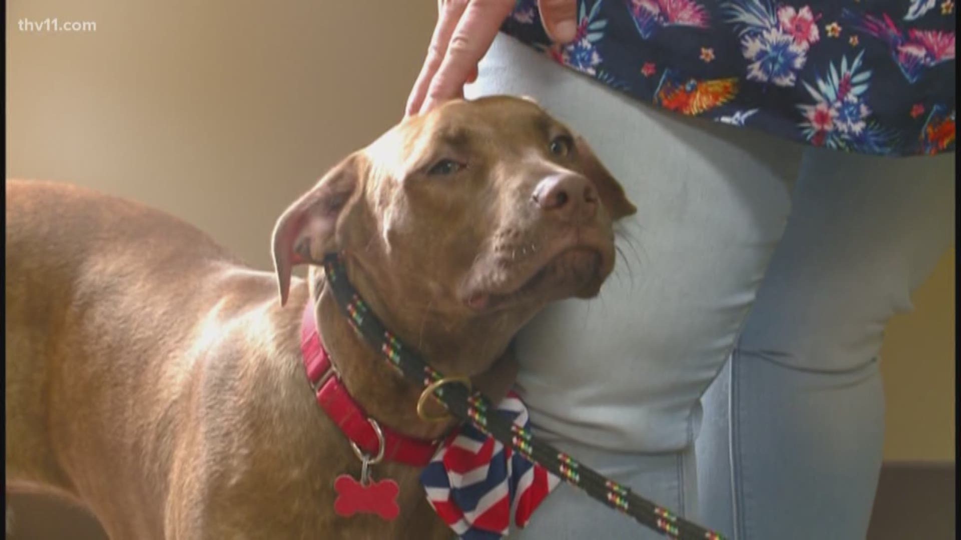 Rescue Road is a non-profit that redirects dogs from overcrowded shelters to safe, adoptive homes. This week, an extra special pup got the help he needed.