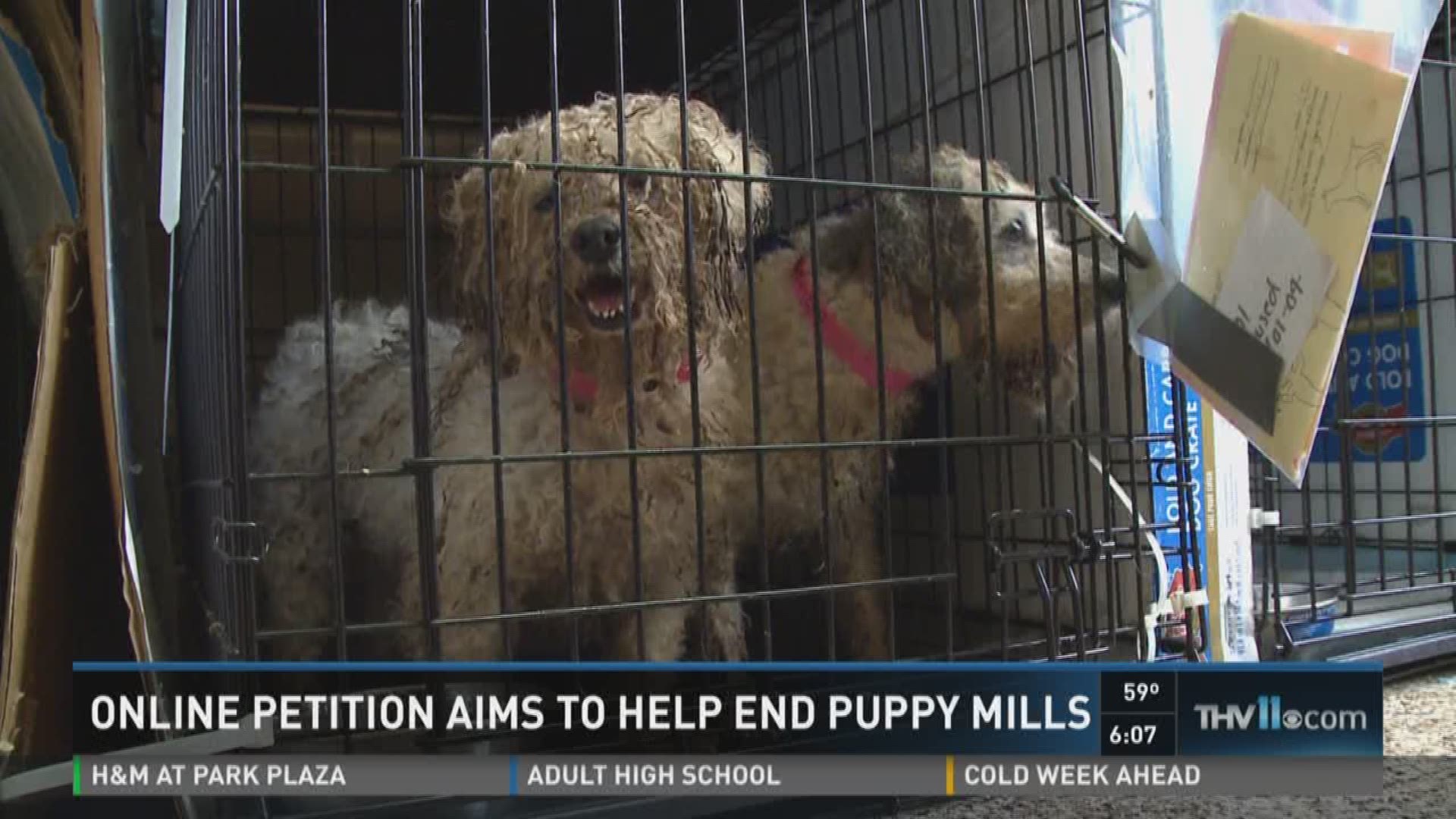 Online petition aims to help end puppy mills