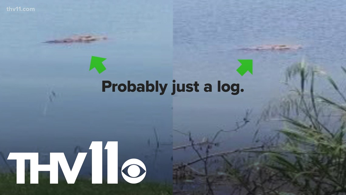VERIFY Are there alligators in Lake Hamilton?