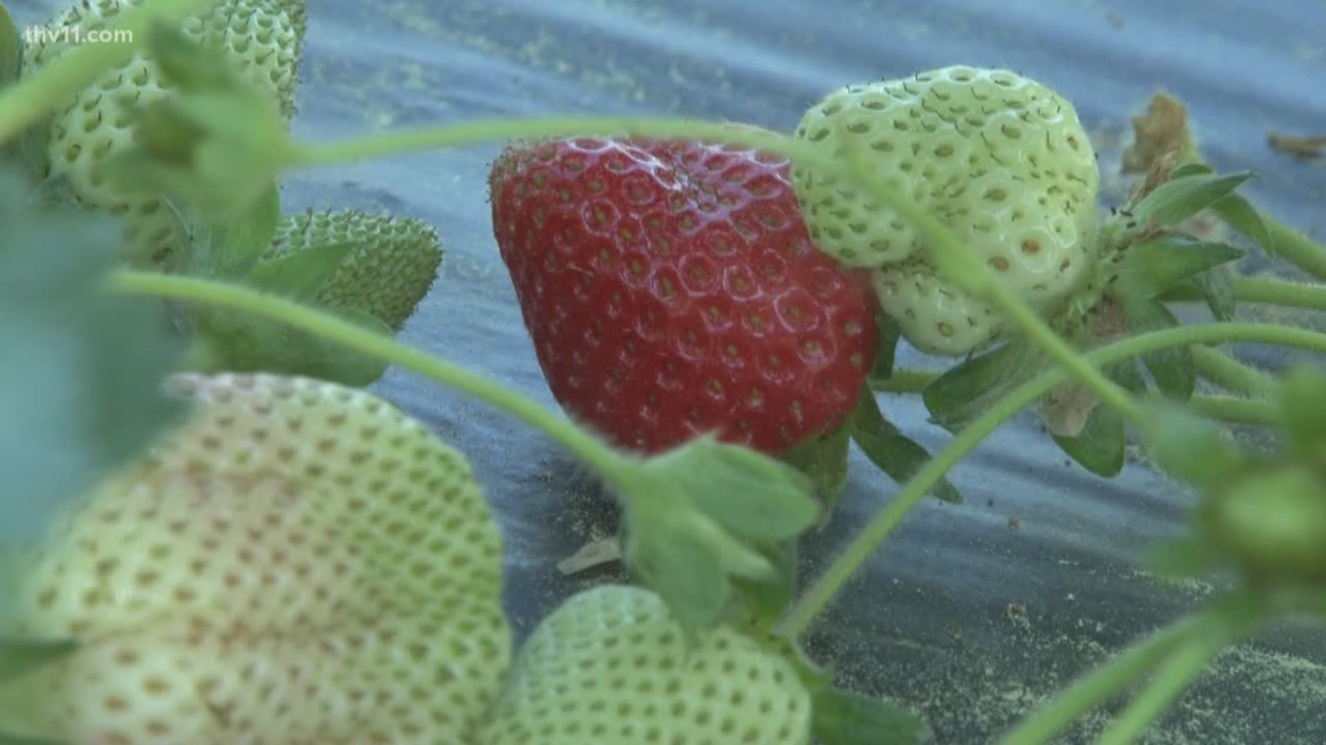 Arkansas strawberry farmers say it's almost time to start picking strawberries.