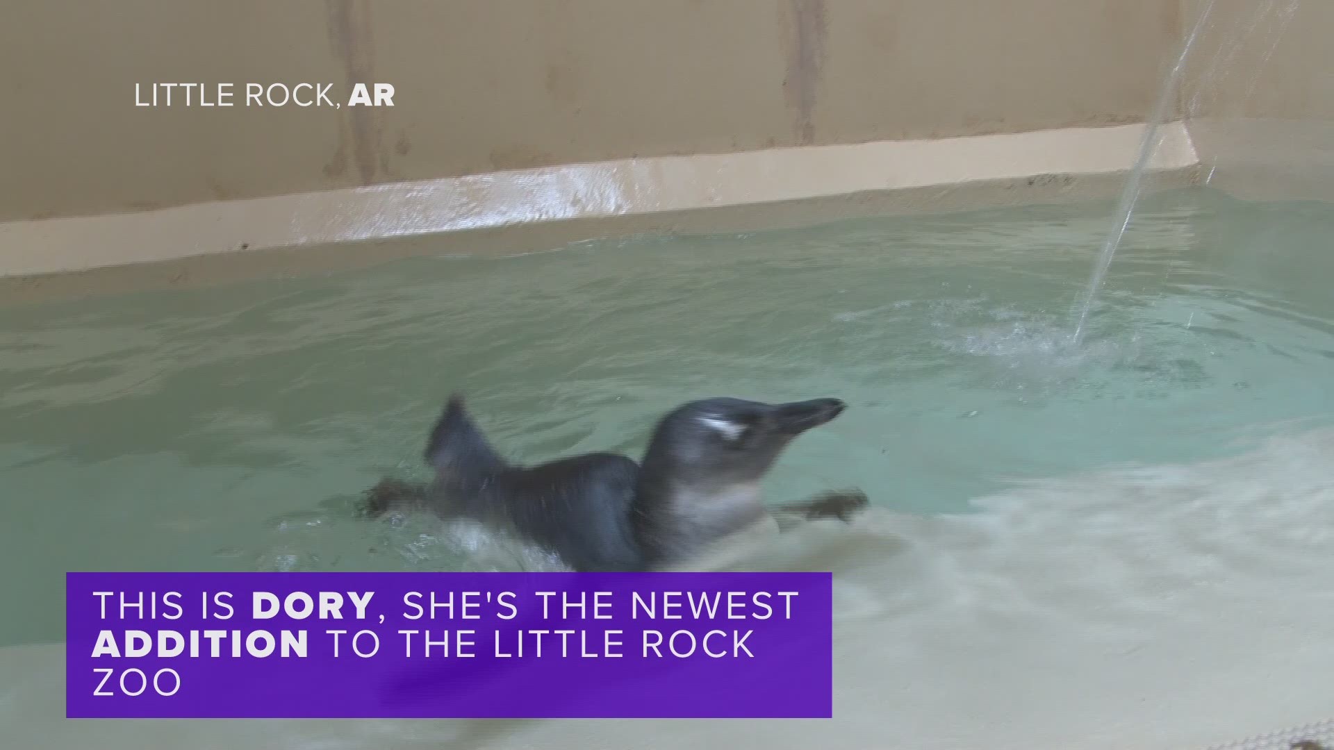 Everyone join us in welcoming Little Rock's newest baby penguin, Dory!