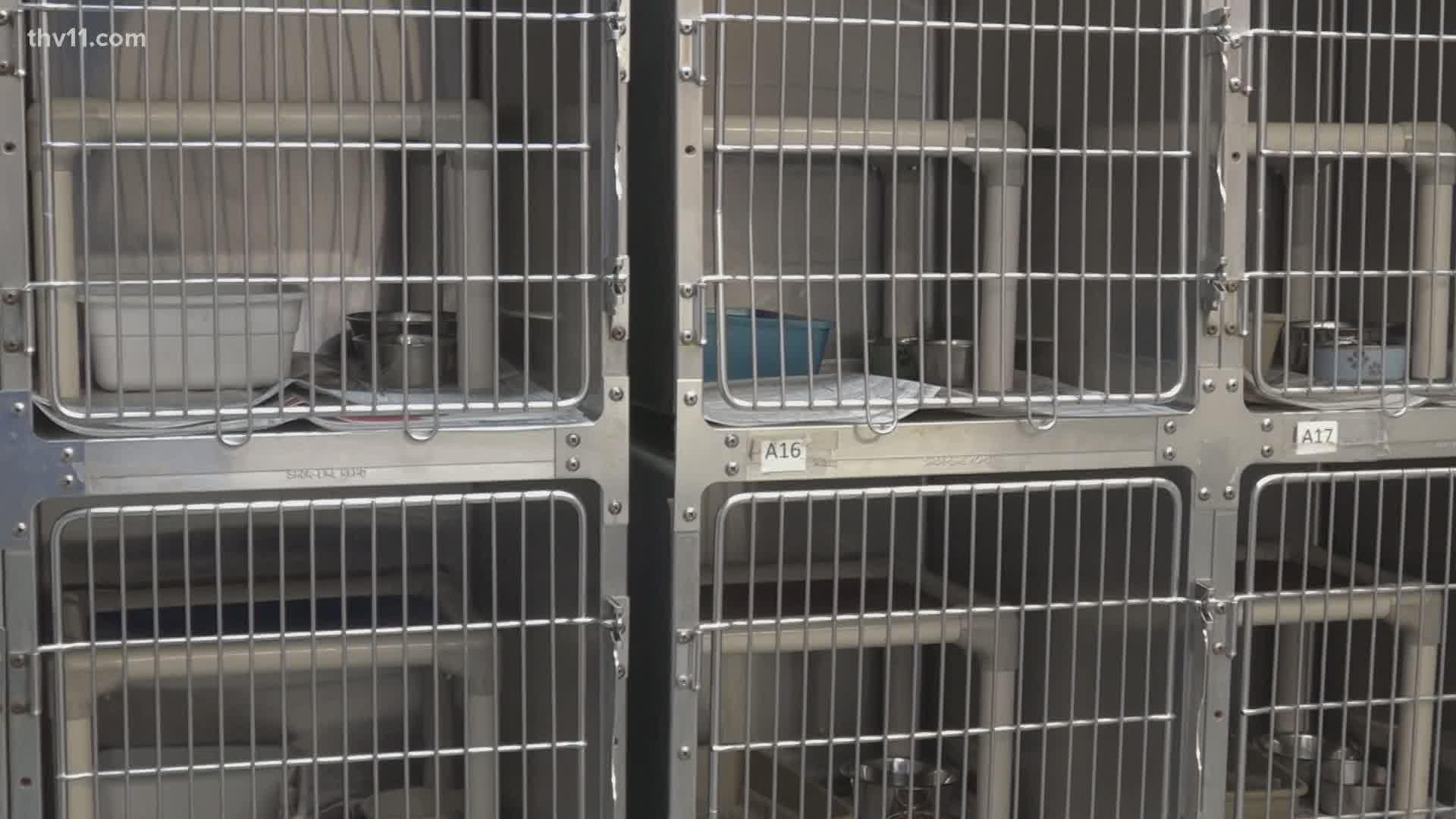 All animals adopted from North Little Rock animal shelter 