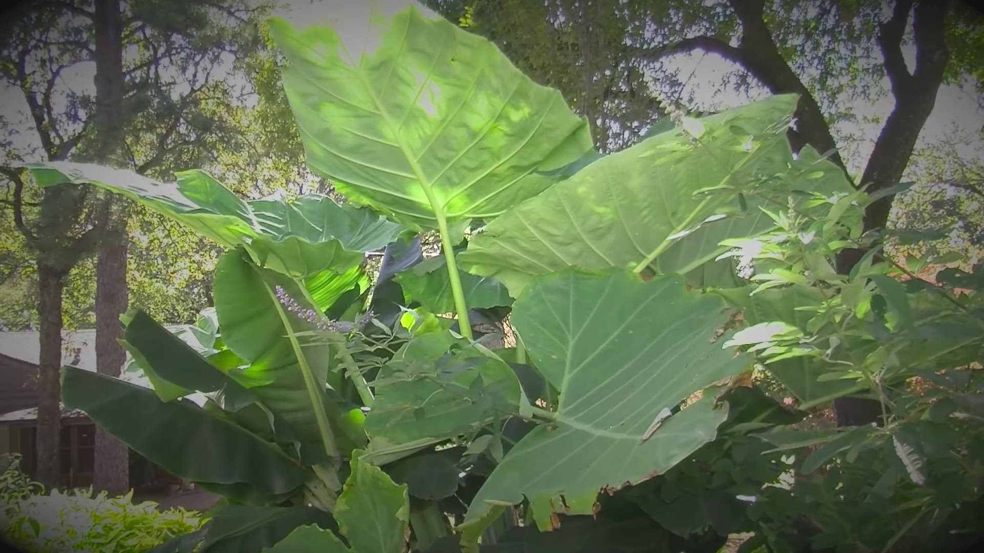 Chris H. Olsen talks about spicing up your yards with big foliage.