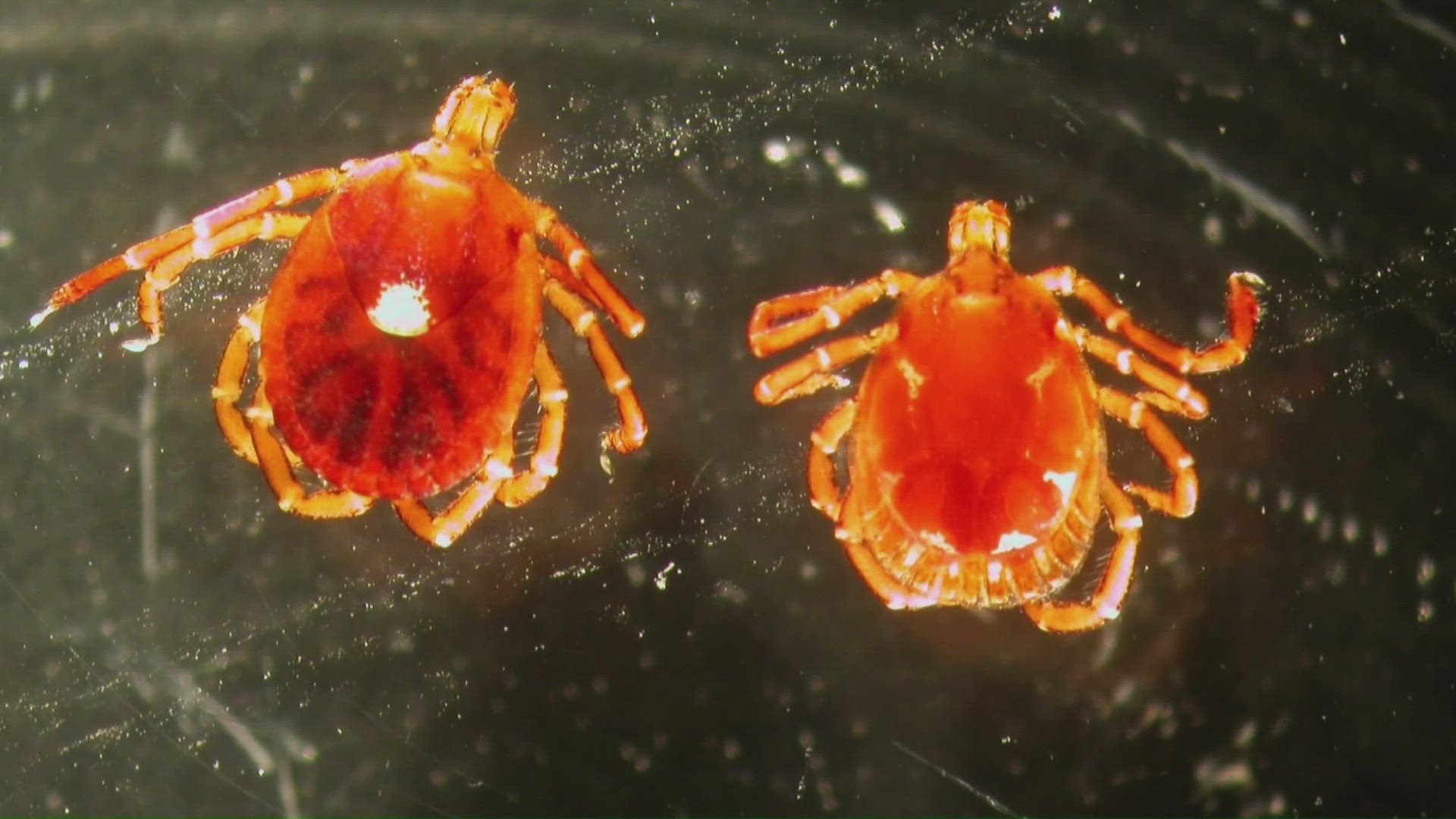 Arkansas experts say take extra precautions this tick season