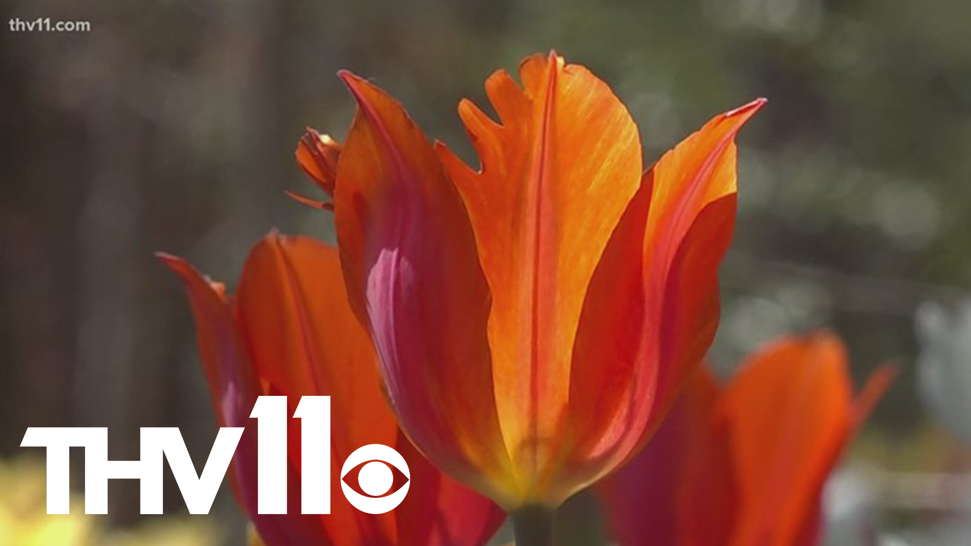 The tulip bloom at Garvan Gardens in Hot Springs is in full effect.