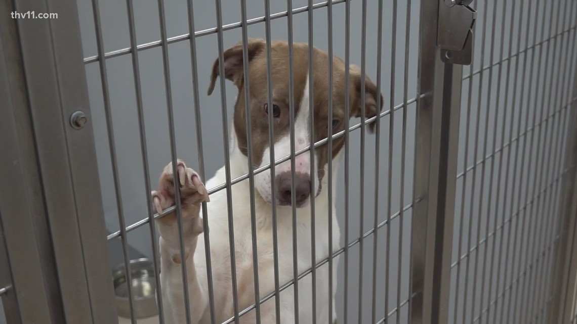 Arkansas animal shelter turns to community for assistance