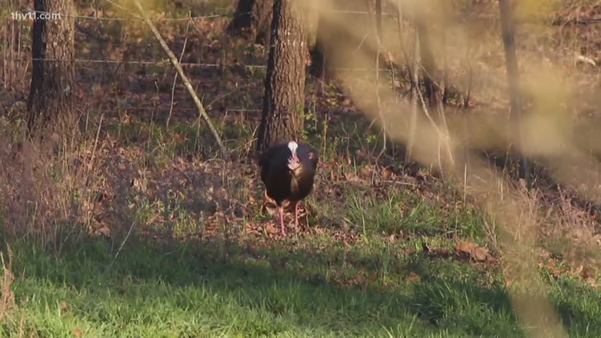 Turkey hunting season just days away