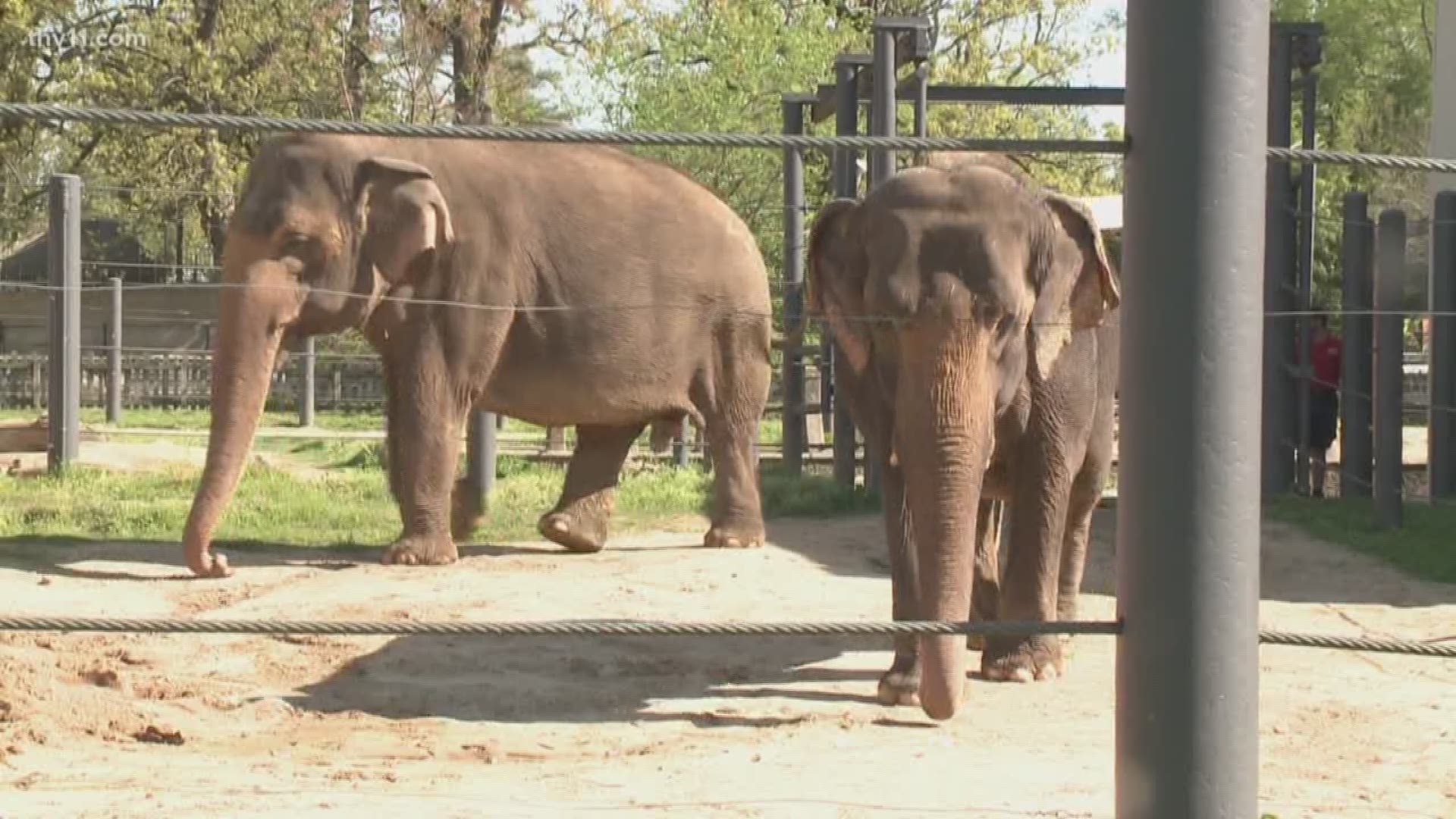 Elephant Birthday Bash Postponed Thv11 Com