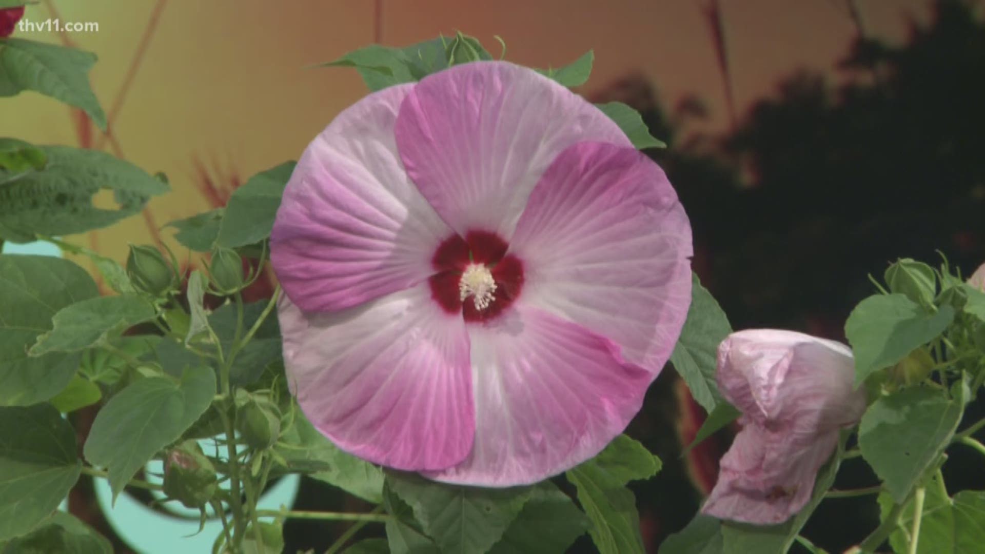 Chris H-Olsen joins us this morning to talk about Hibiscus plants.