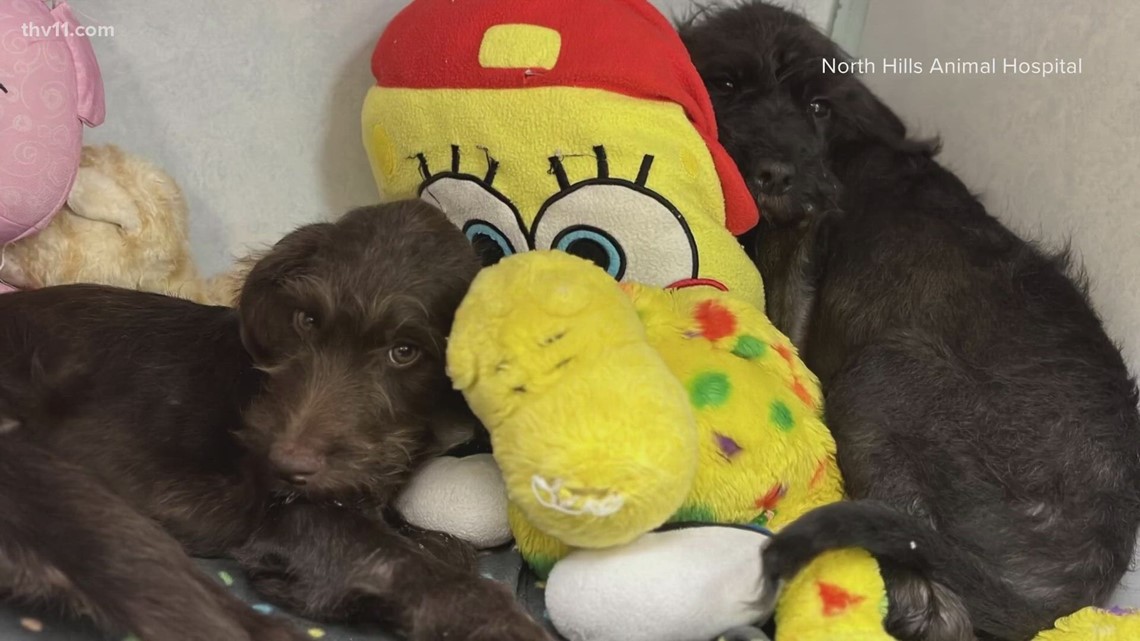 Arkansas animal shelter closes temporarily - Vimarsana News