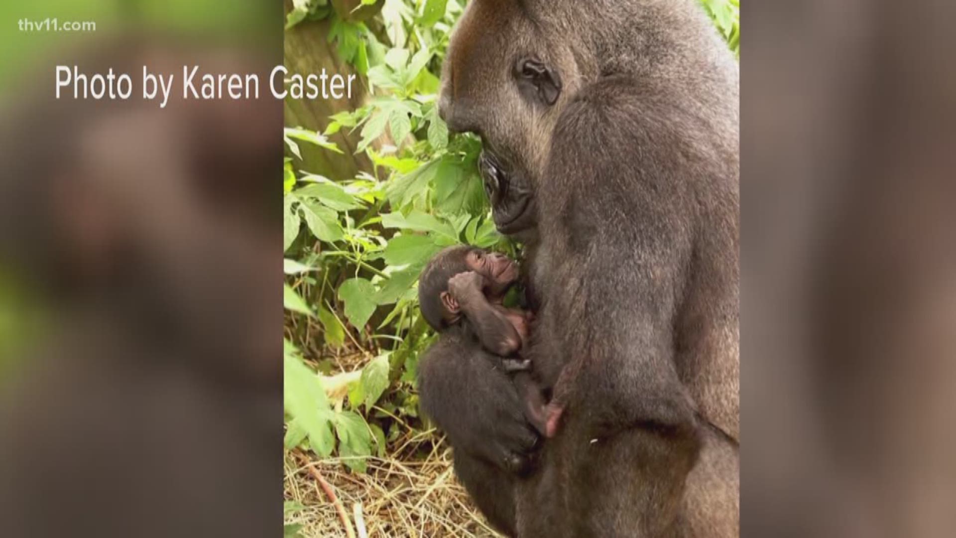 Gender reveal parties aren't just for humans! The Little Rock Zoo is inviting everyone to be a part of finding out whether their newborn baby gorilla is a girl or boy.