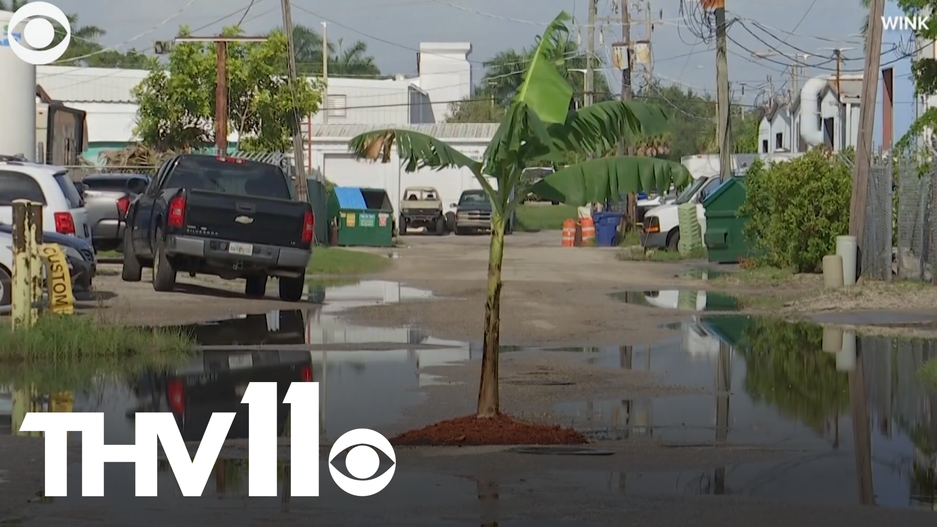 A banana tree popped up in a strange place recently - inside a pothole in Fort Myers, FL. People in the area say it was planted to make a point about all the pothole