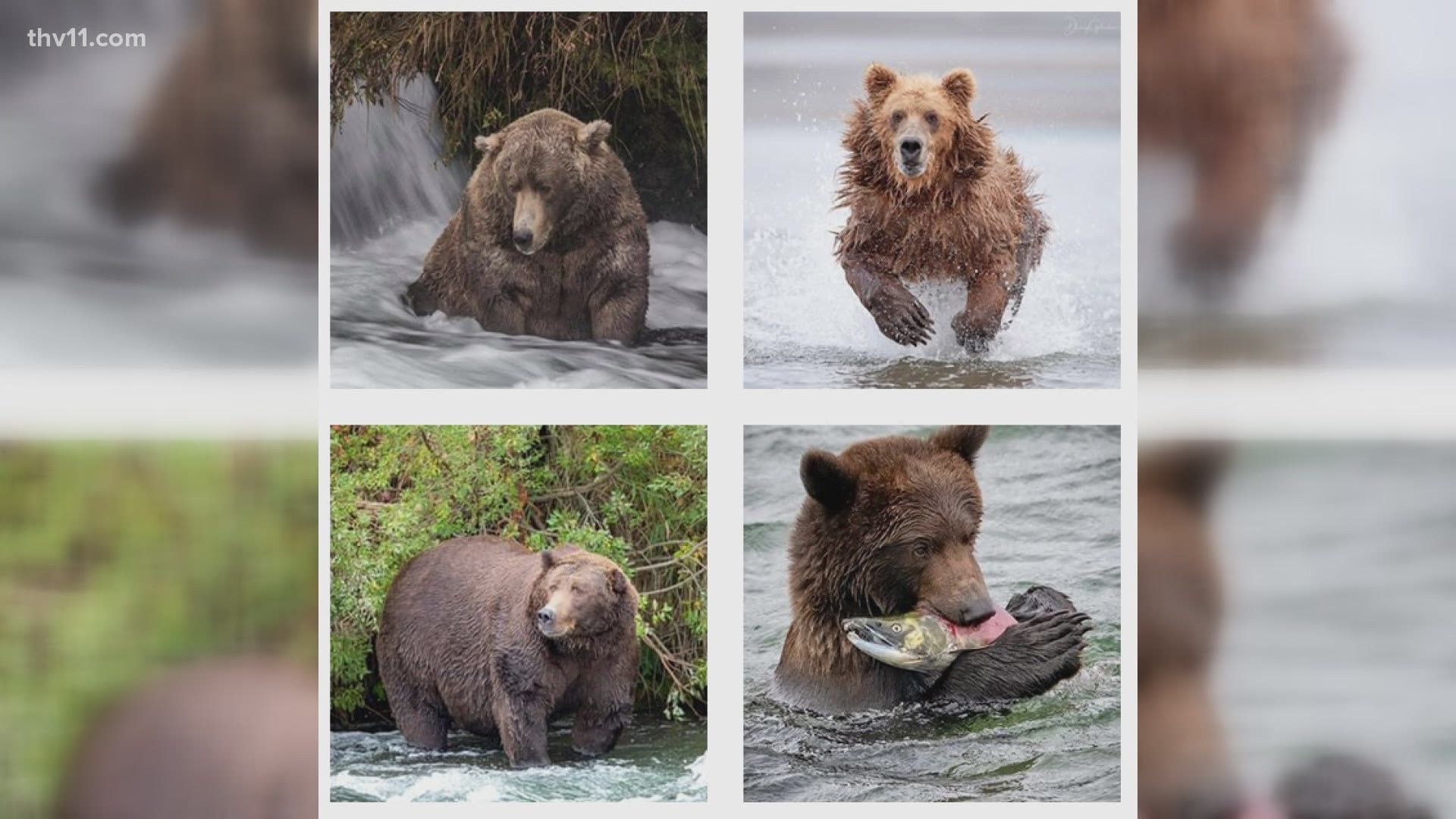 The Katmai National Park and Preserve in Alaska holds an annual competition to celebrate the chubbiest brown bears at Brooks River.