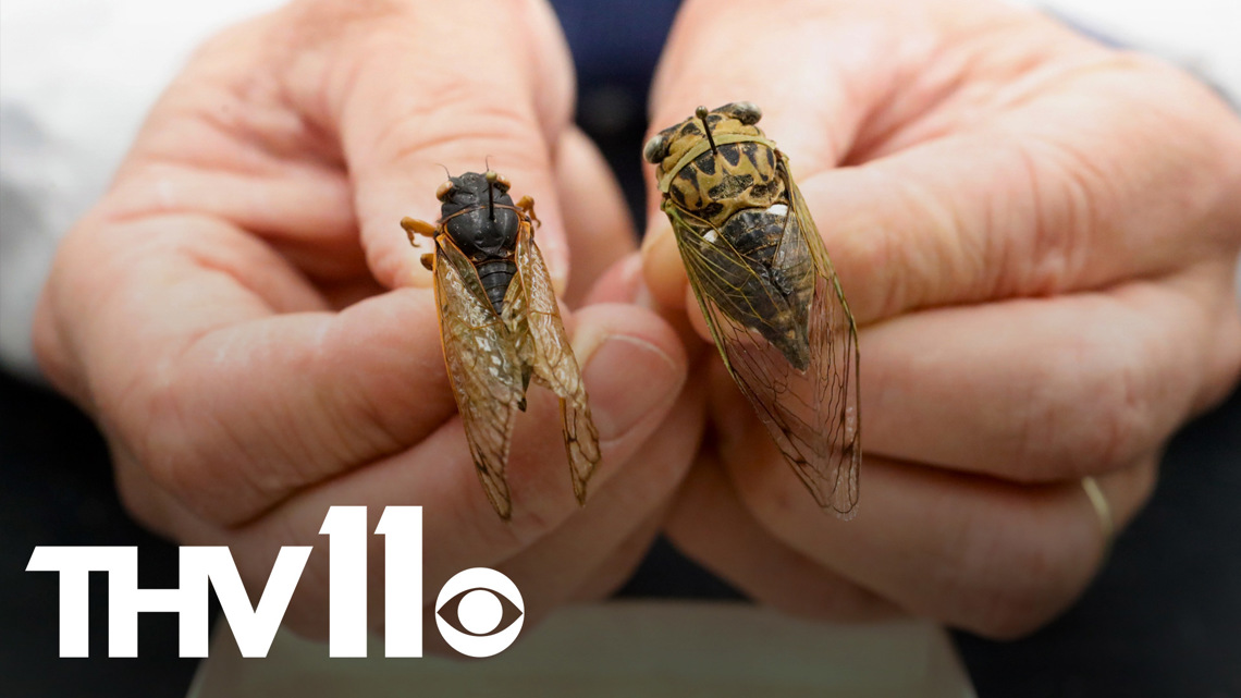 Brood X cicadas emerging after 17 years underground