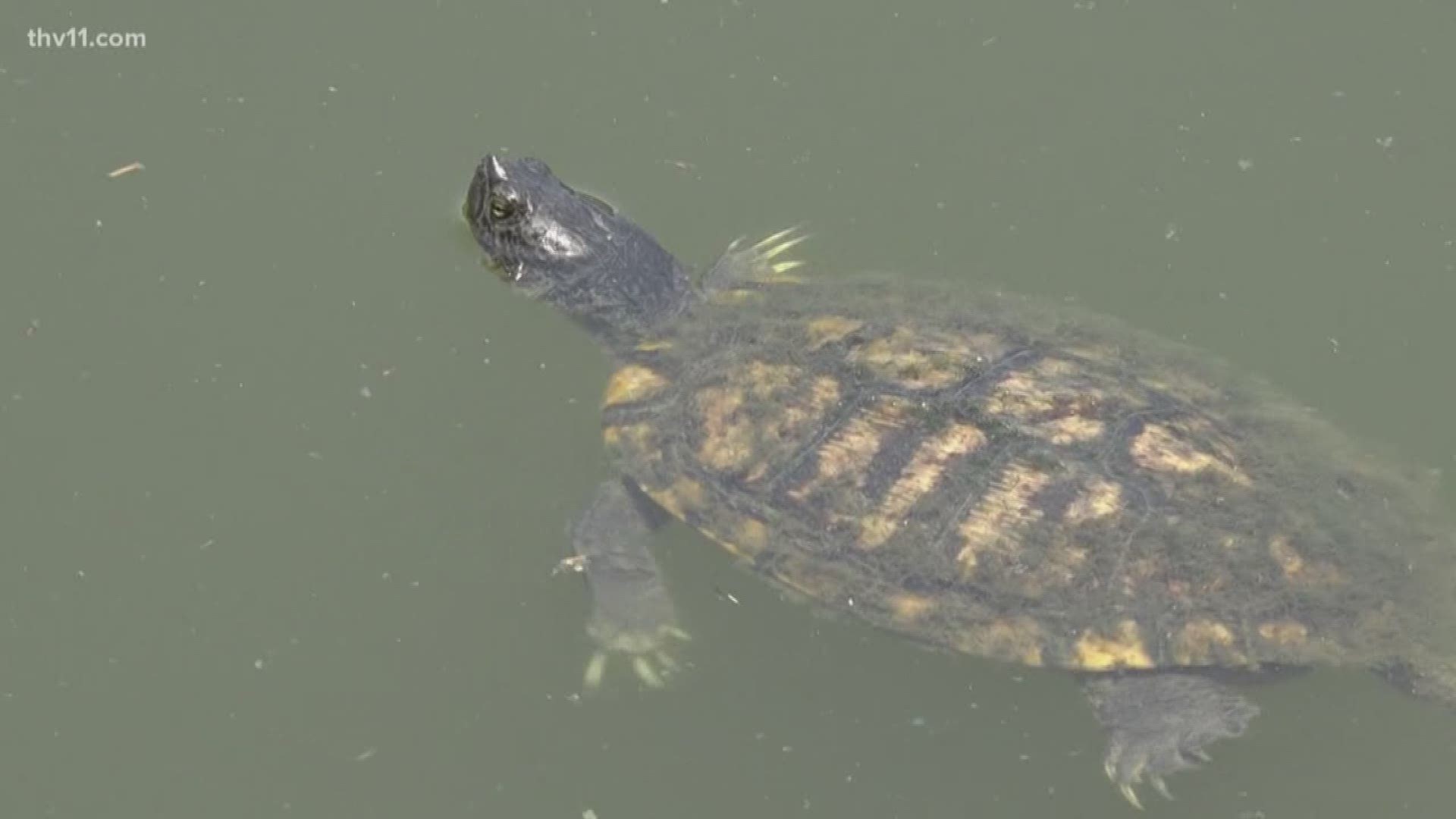 Arkansas Game and Fish will consider putting a stop to unlimited commercial turtle trapping in the state.