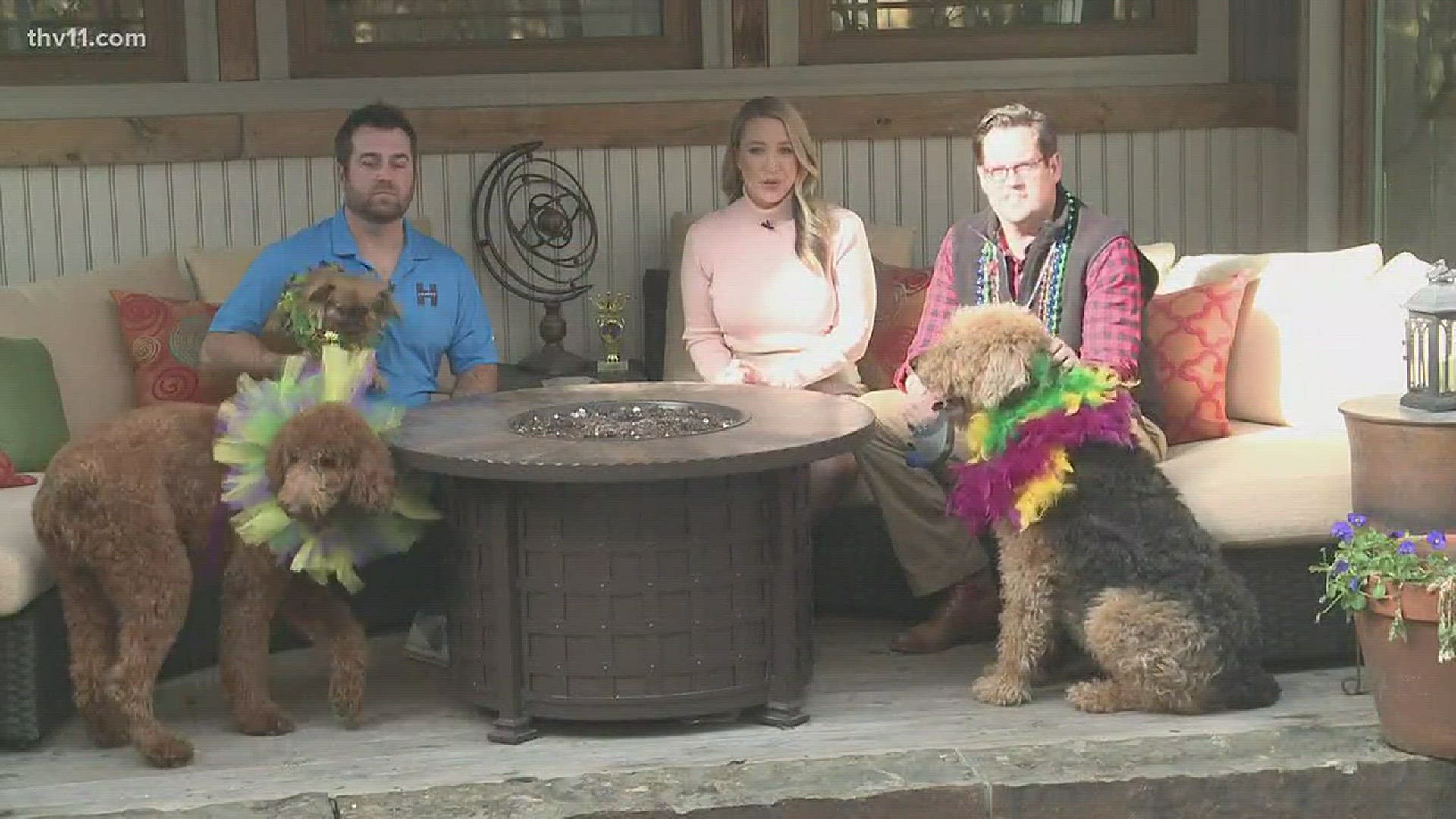 Some of the pups of the Barkus on Main parade stopped by the studio for an interview.