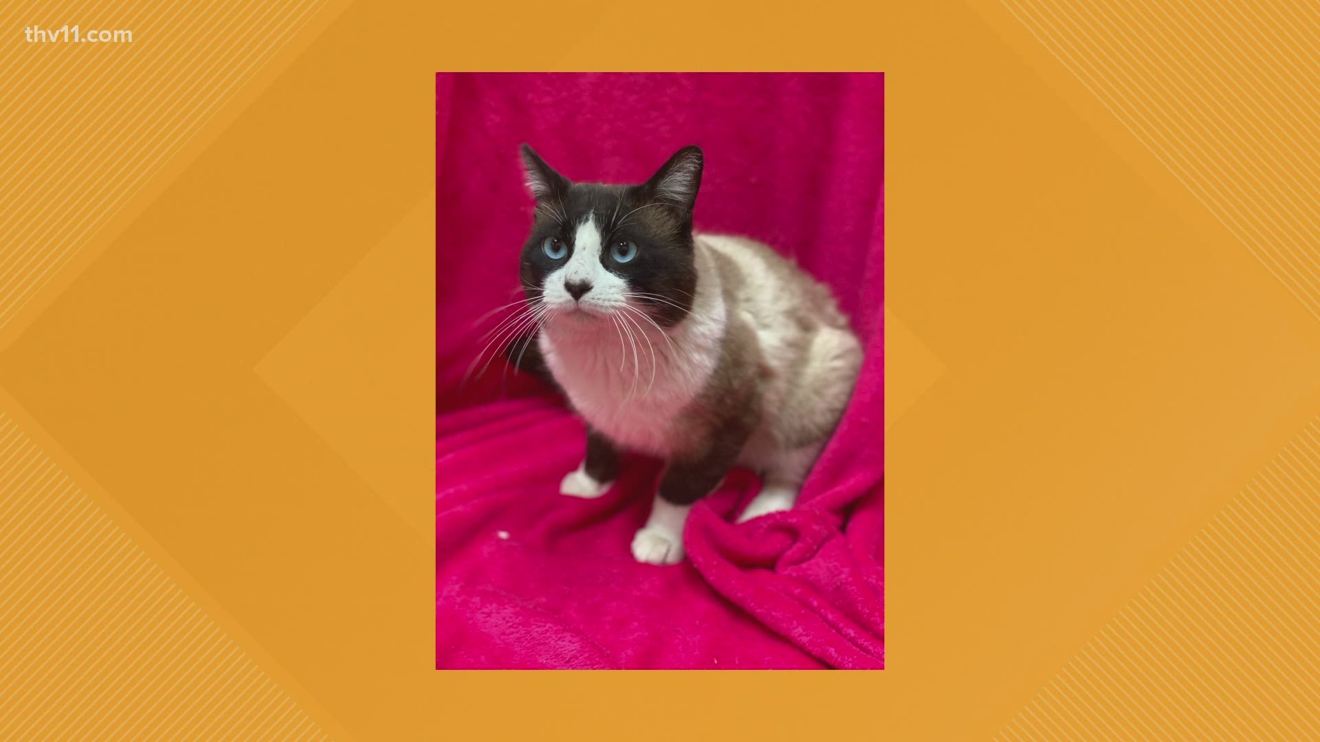 Rudy is a two year old snowshoe cat who is as good looking as he is friendly.