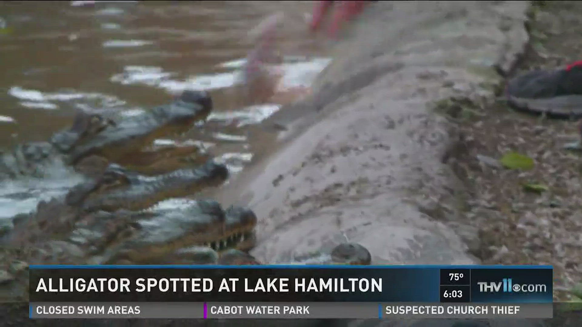 Alligator caught on Lake Hamilton
