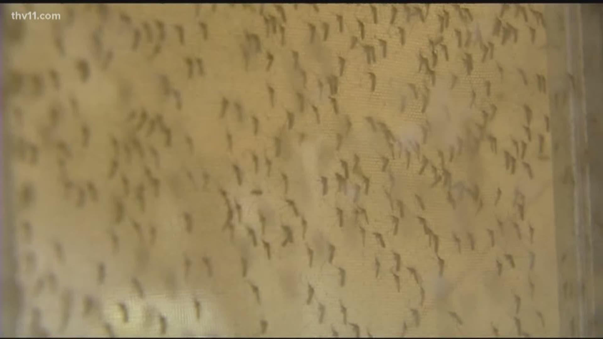 Pine Bluff Mayor Shirley Washington says the small insect has become a big problem.