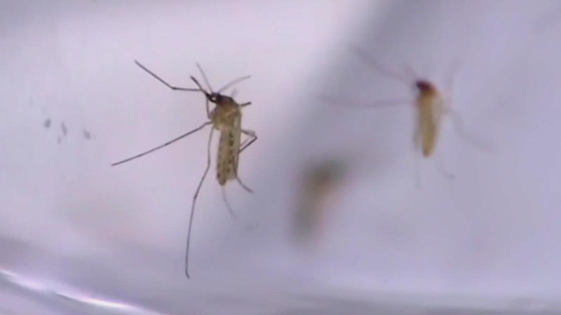 Should Arkansans be concerned about Malaria? - Vimarsana News
