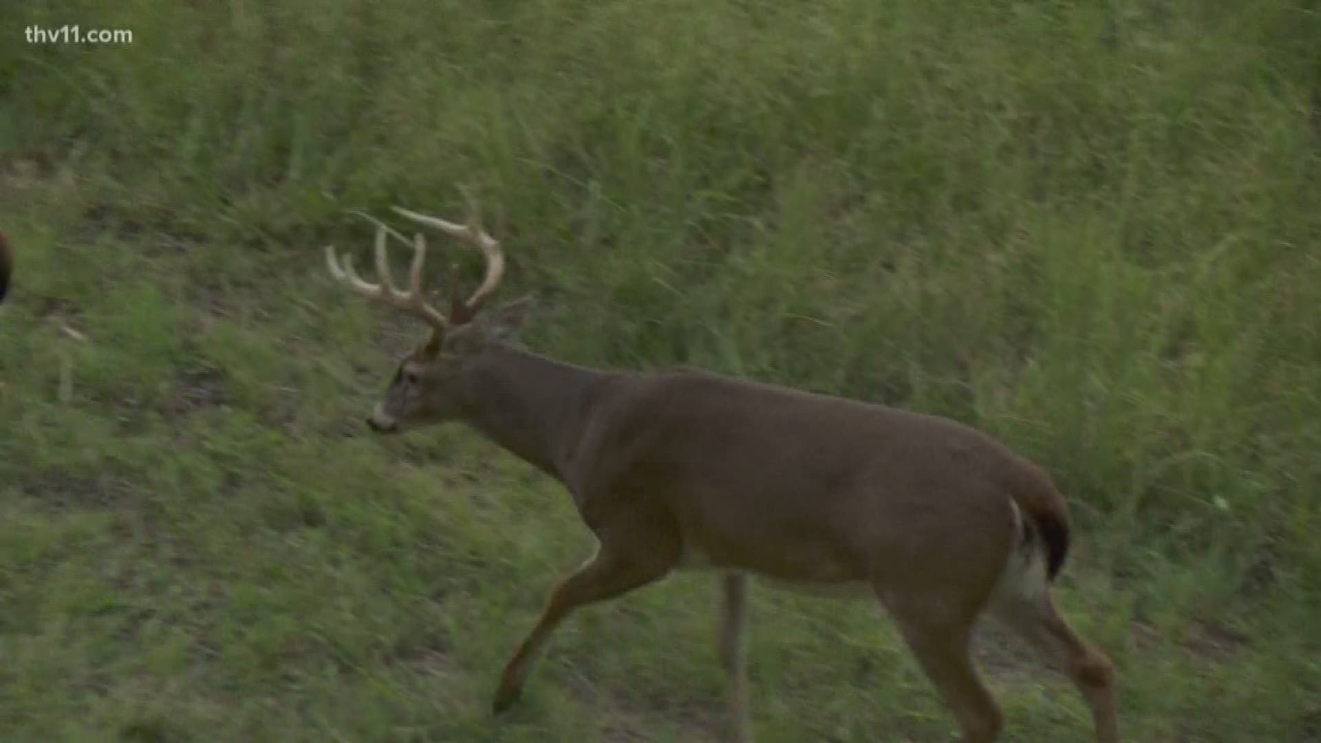 Chronic Wasting Disease has made its way to another Arkansas county.