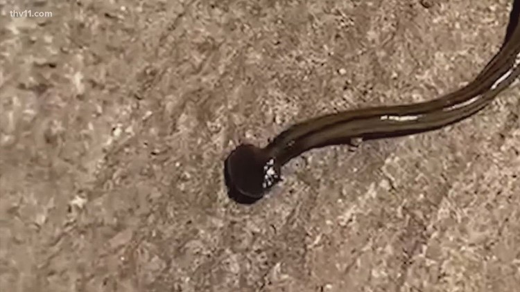 Experts warn of toxic hammerhead worms invading Arkansas