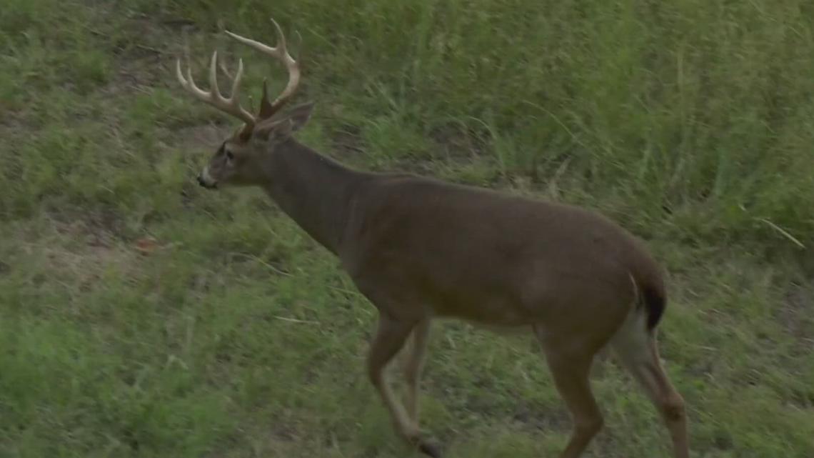 Arkansas man accused of illegally killing 15-point buck | thv11.com