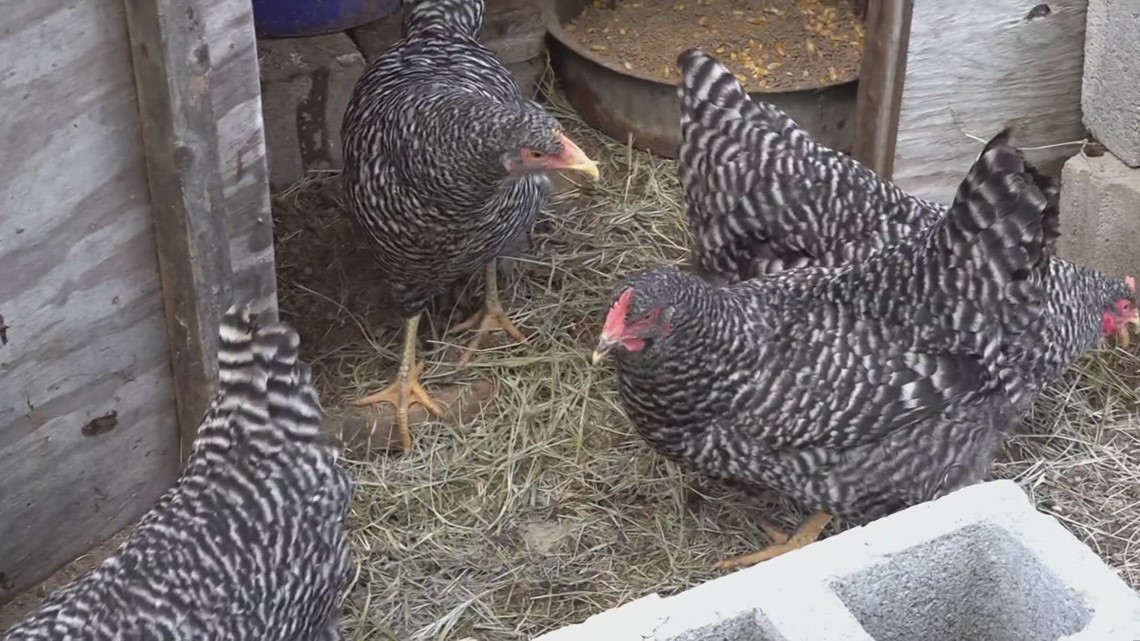 Poultry farmers could feel impact of Tyson Foods' latest closure